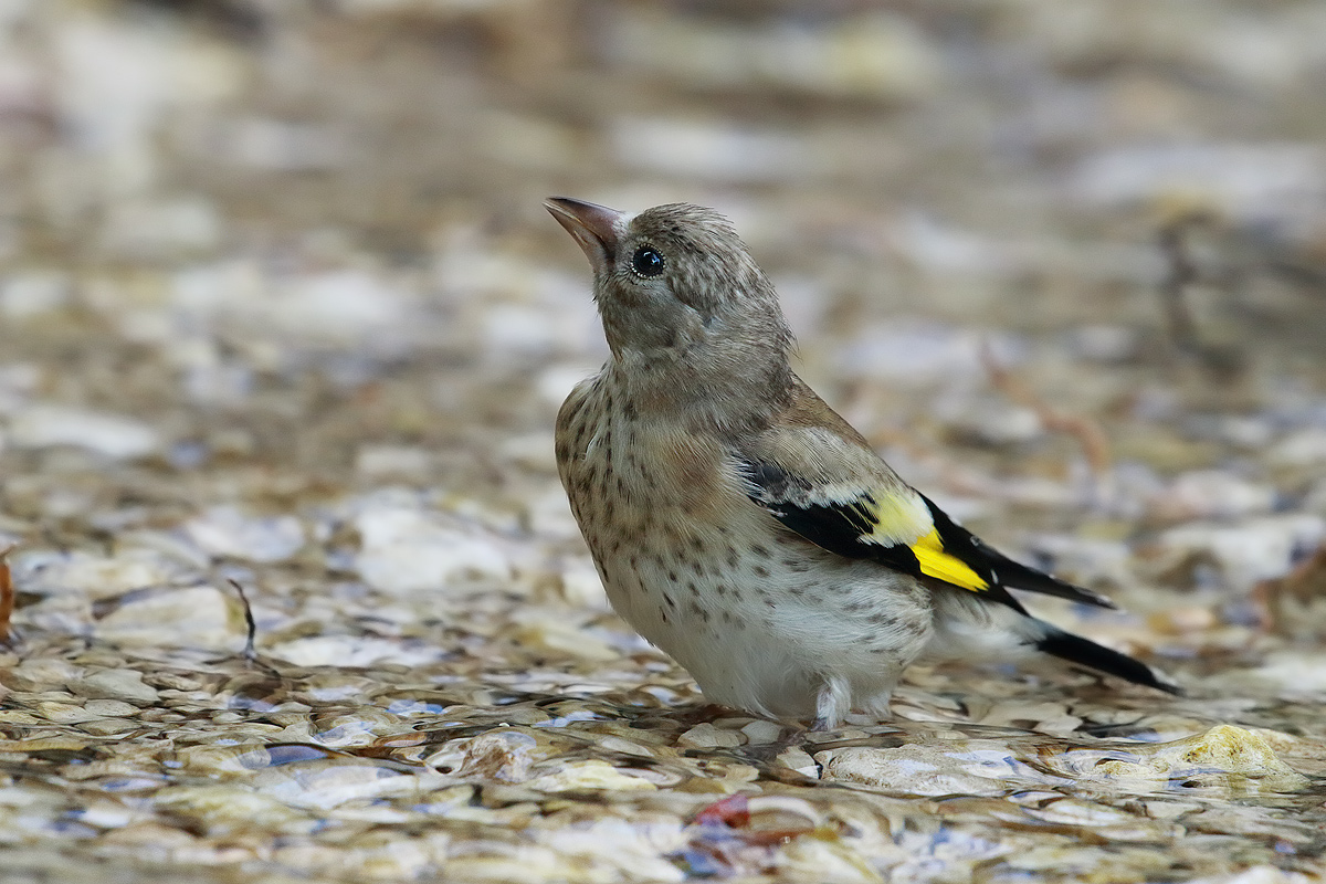 Young goldfinch...