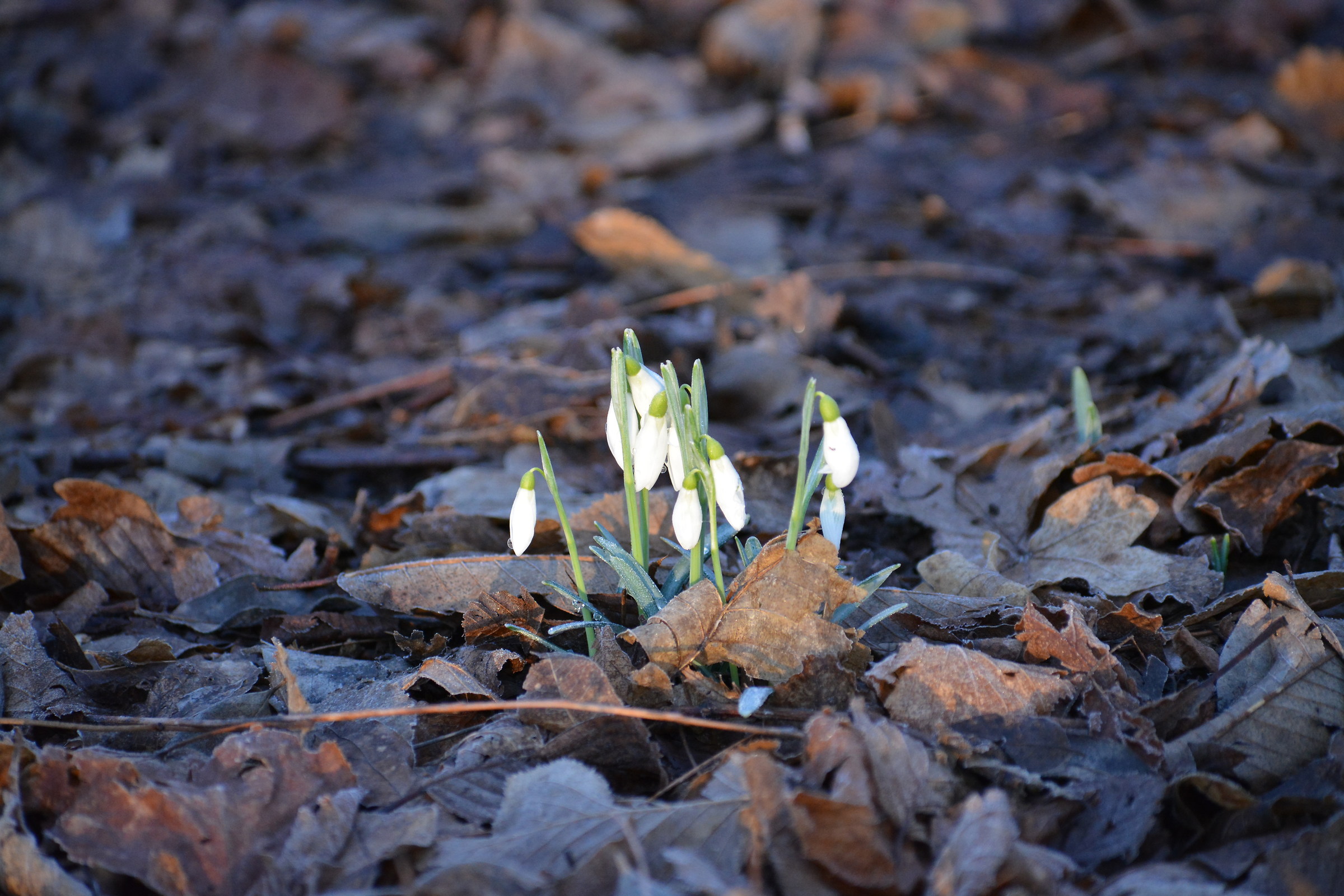 first snowdrops...