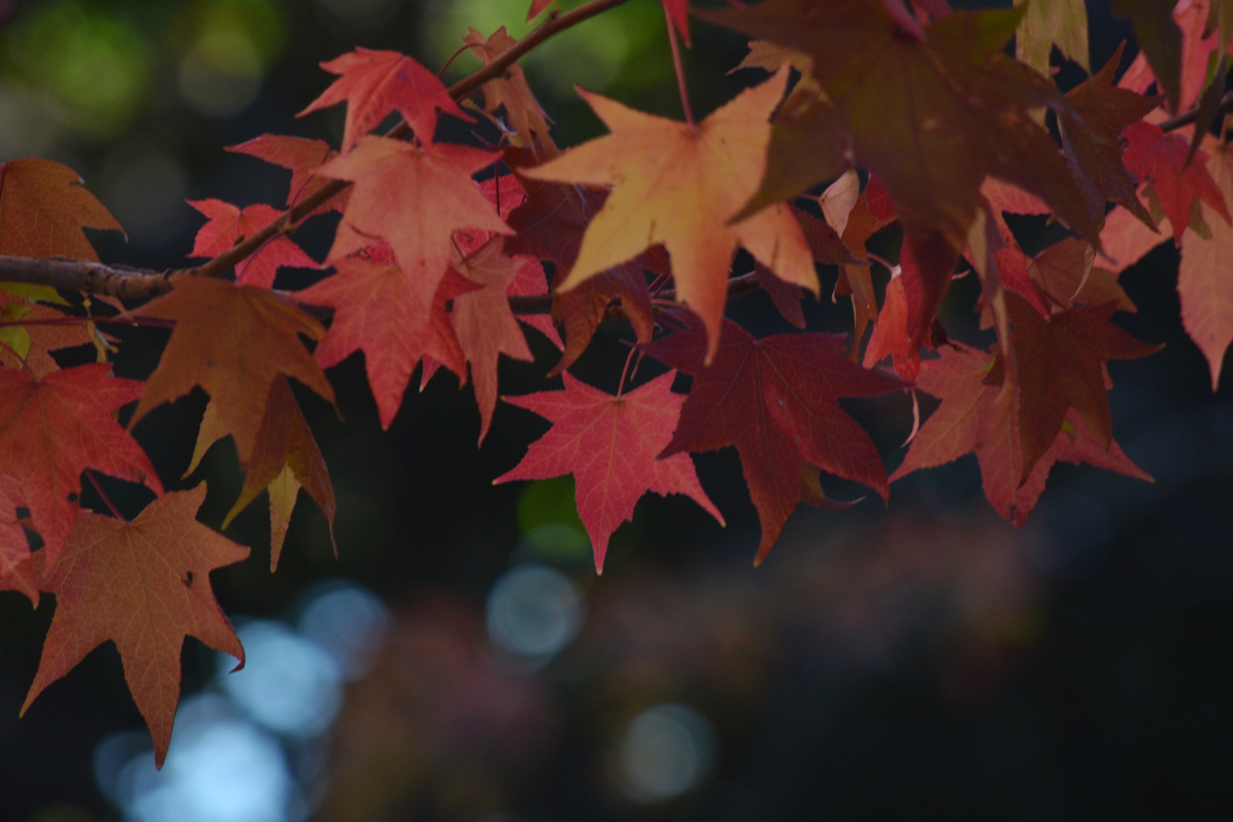 Autumn and leafs...