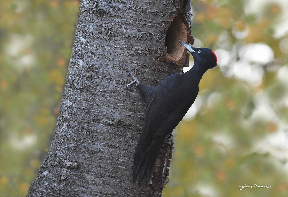 Black woodpecker ... Autumn ......