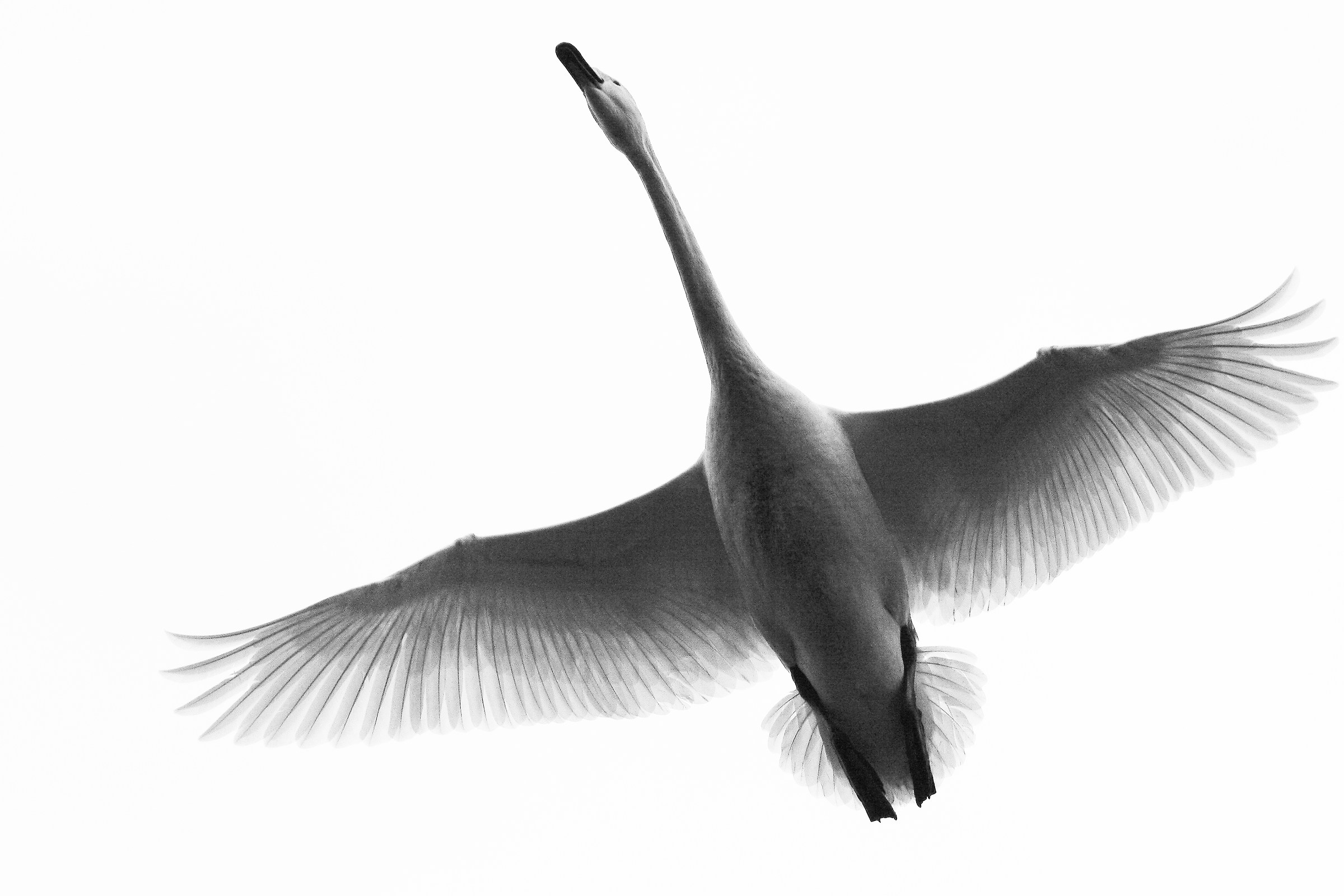 Flying swan...