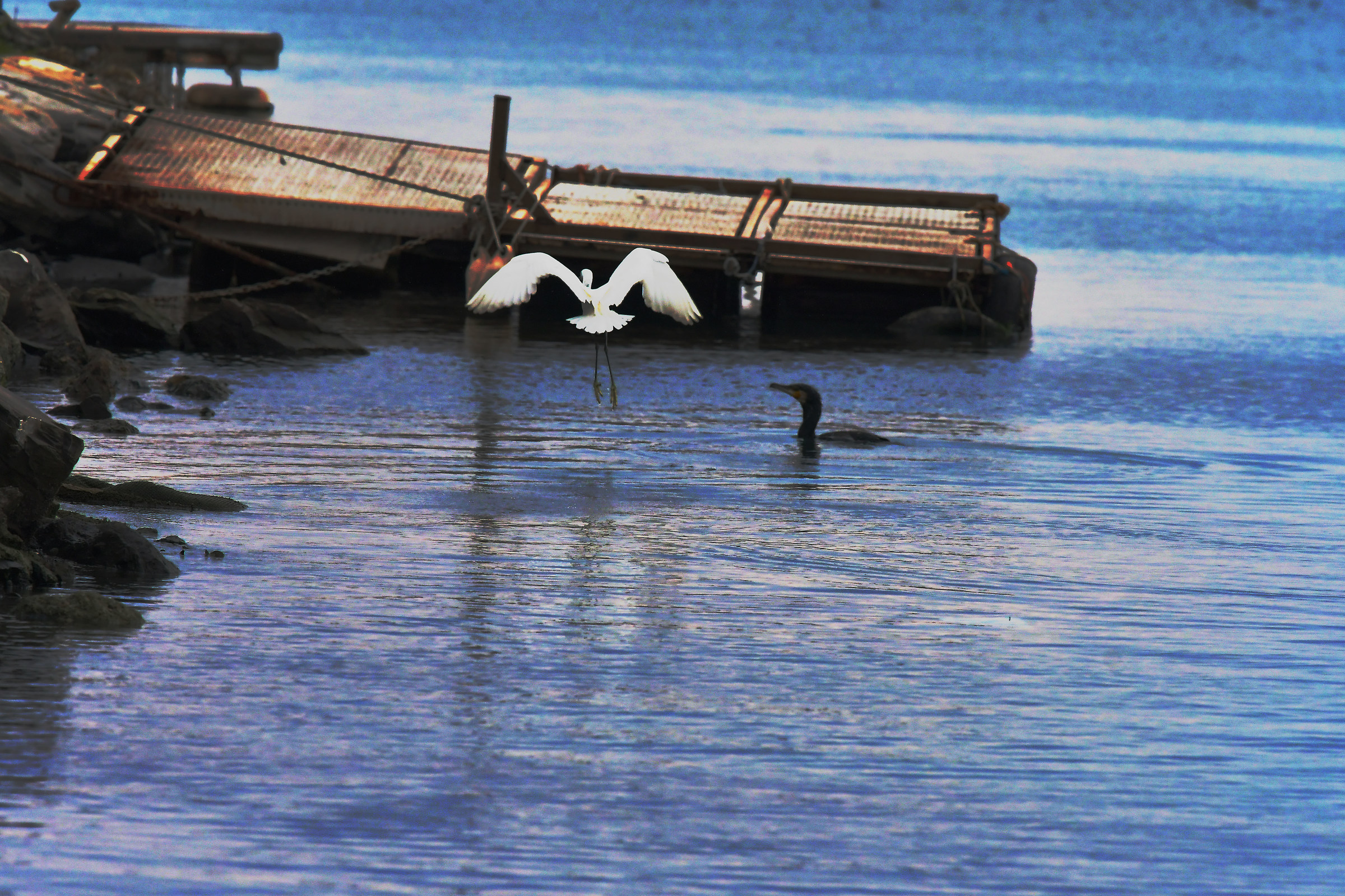Lite Cormorano vs Garzetta...