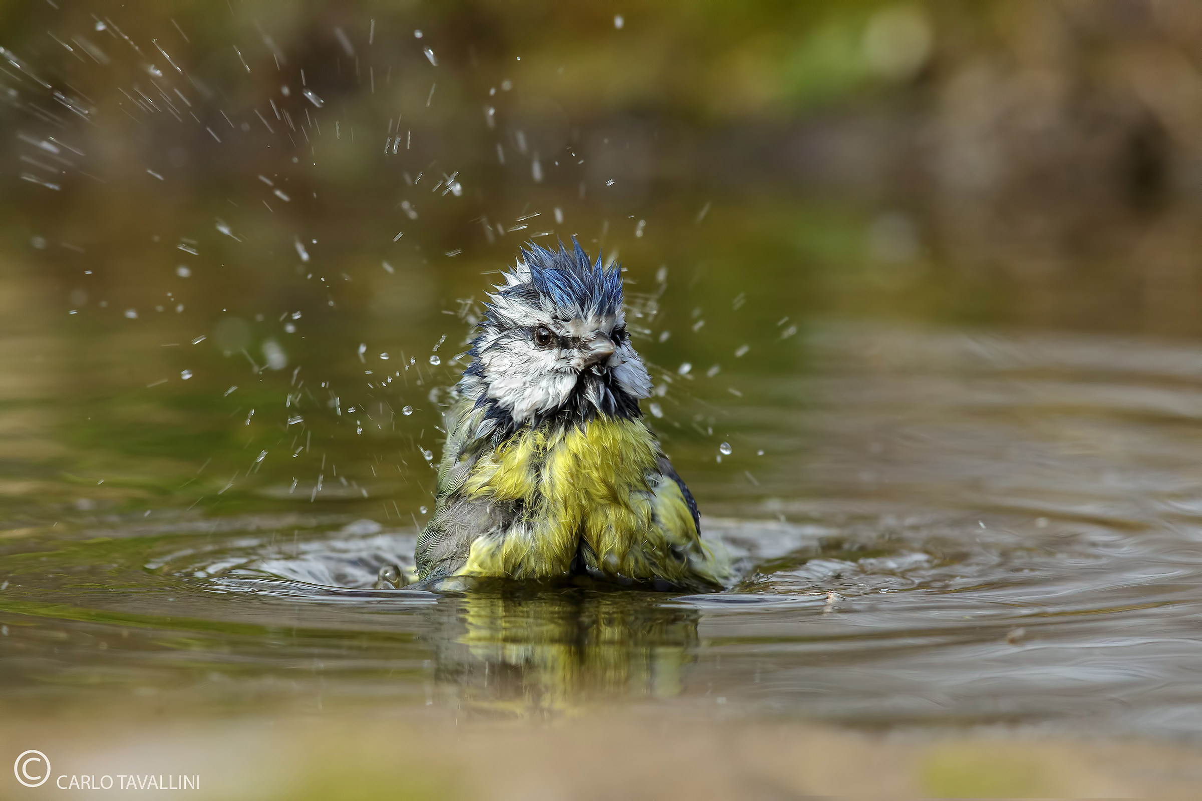 Blue tit in the bathroom...