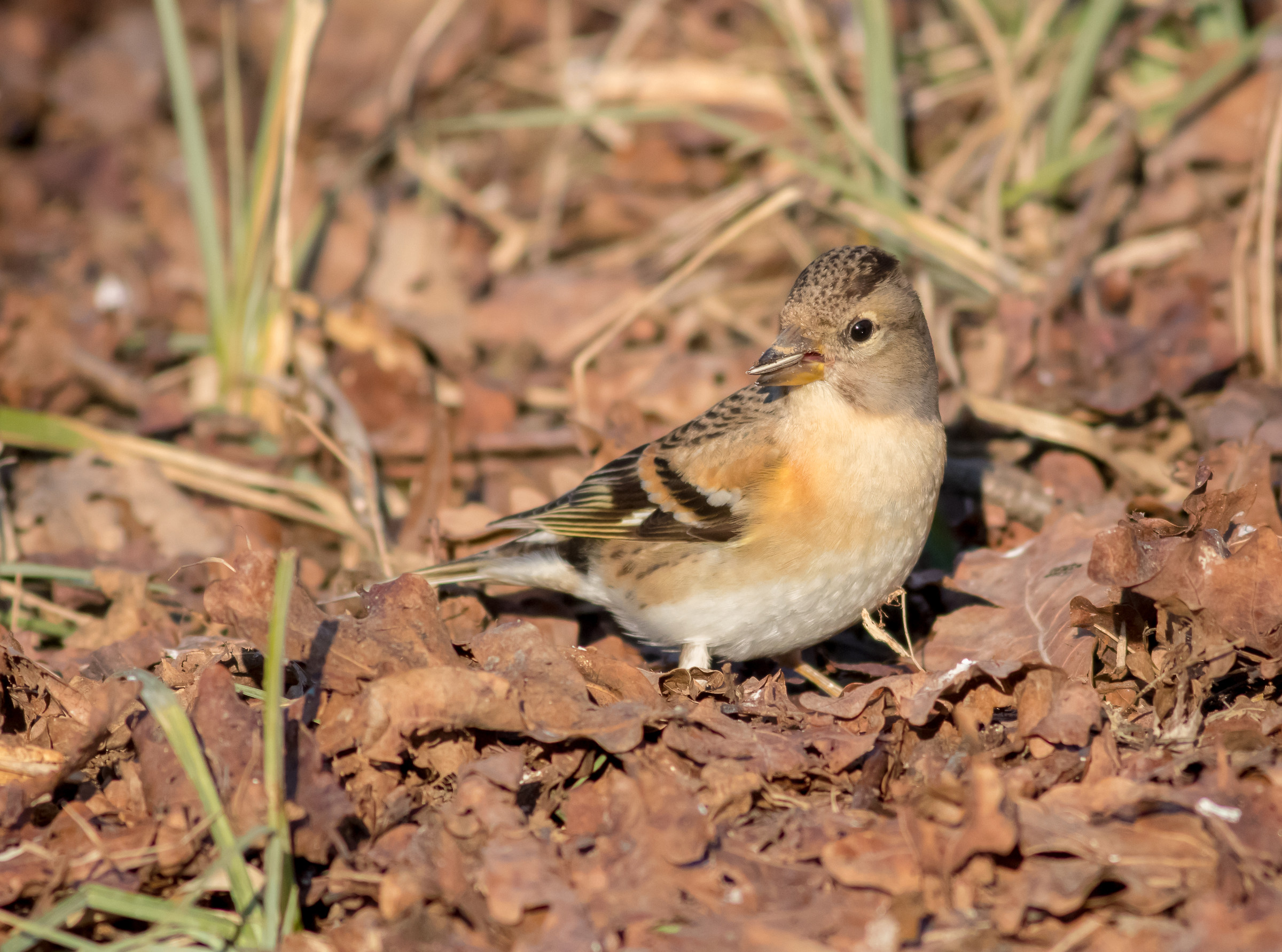 Brambling...