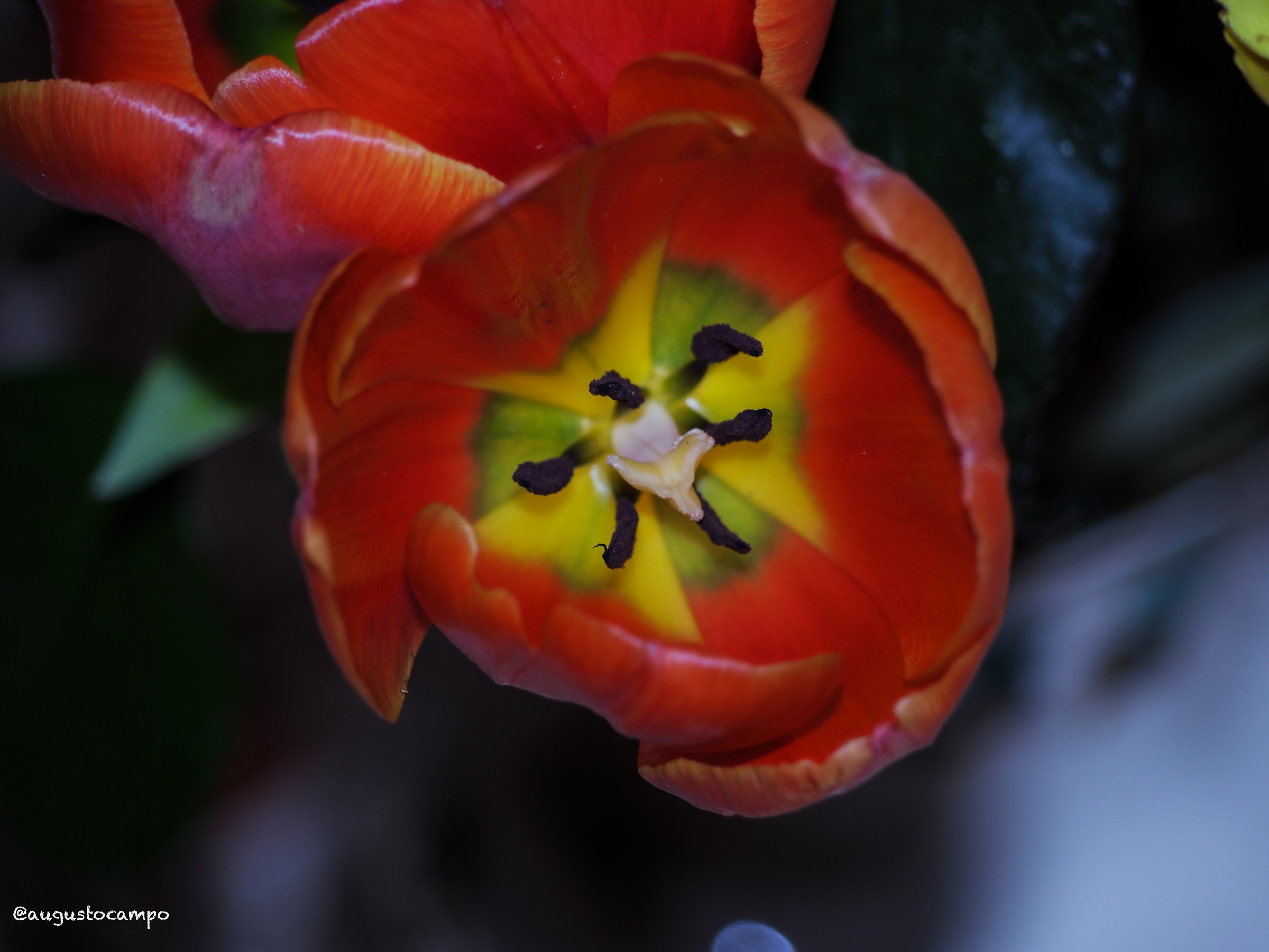 Inside a tulip...