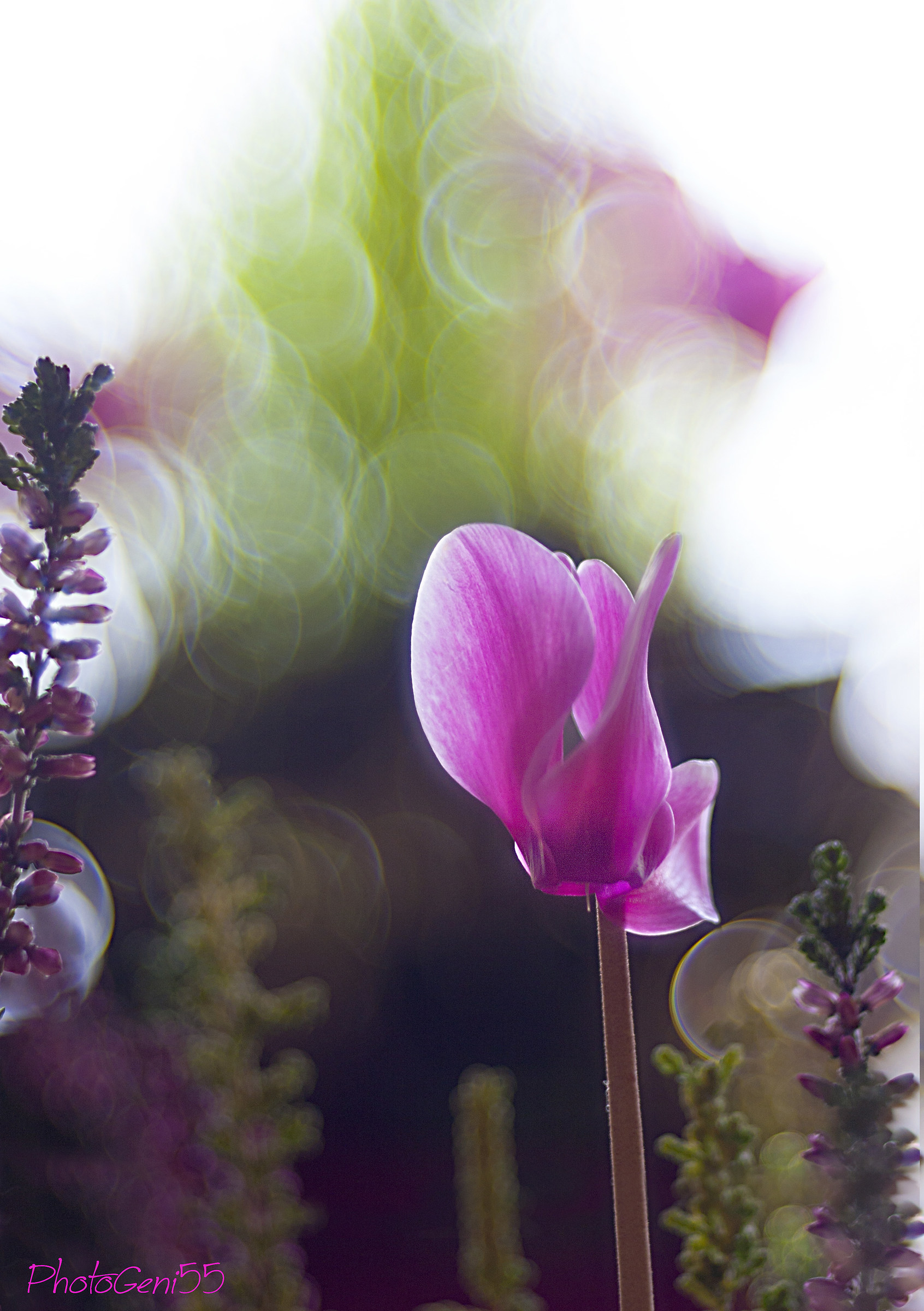 Cyclamen 1...