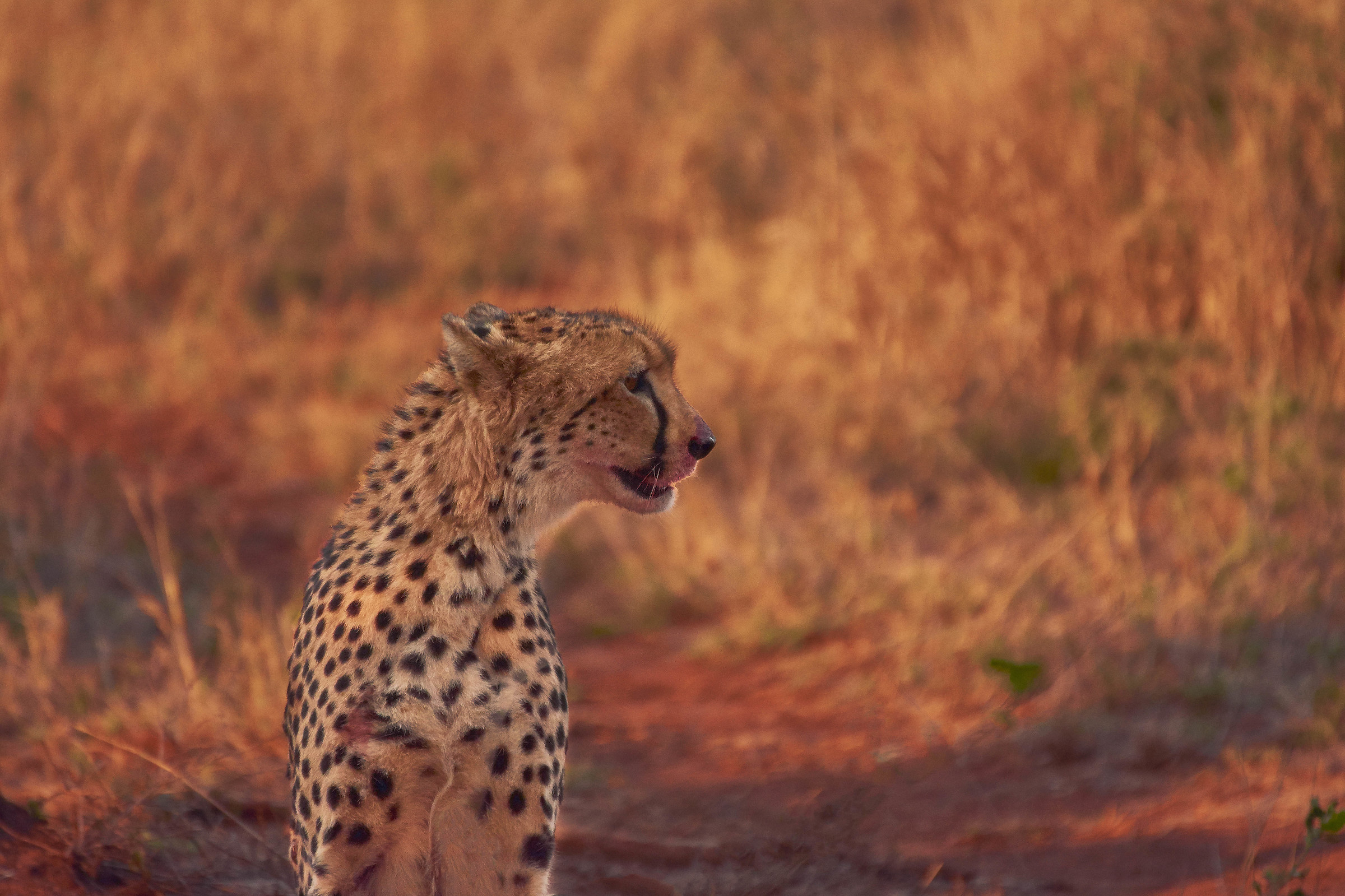 Cheetah after dinner at the Kruger!...