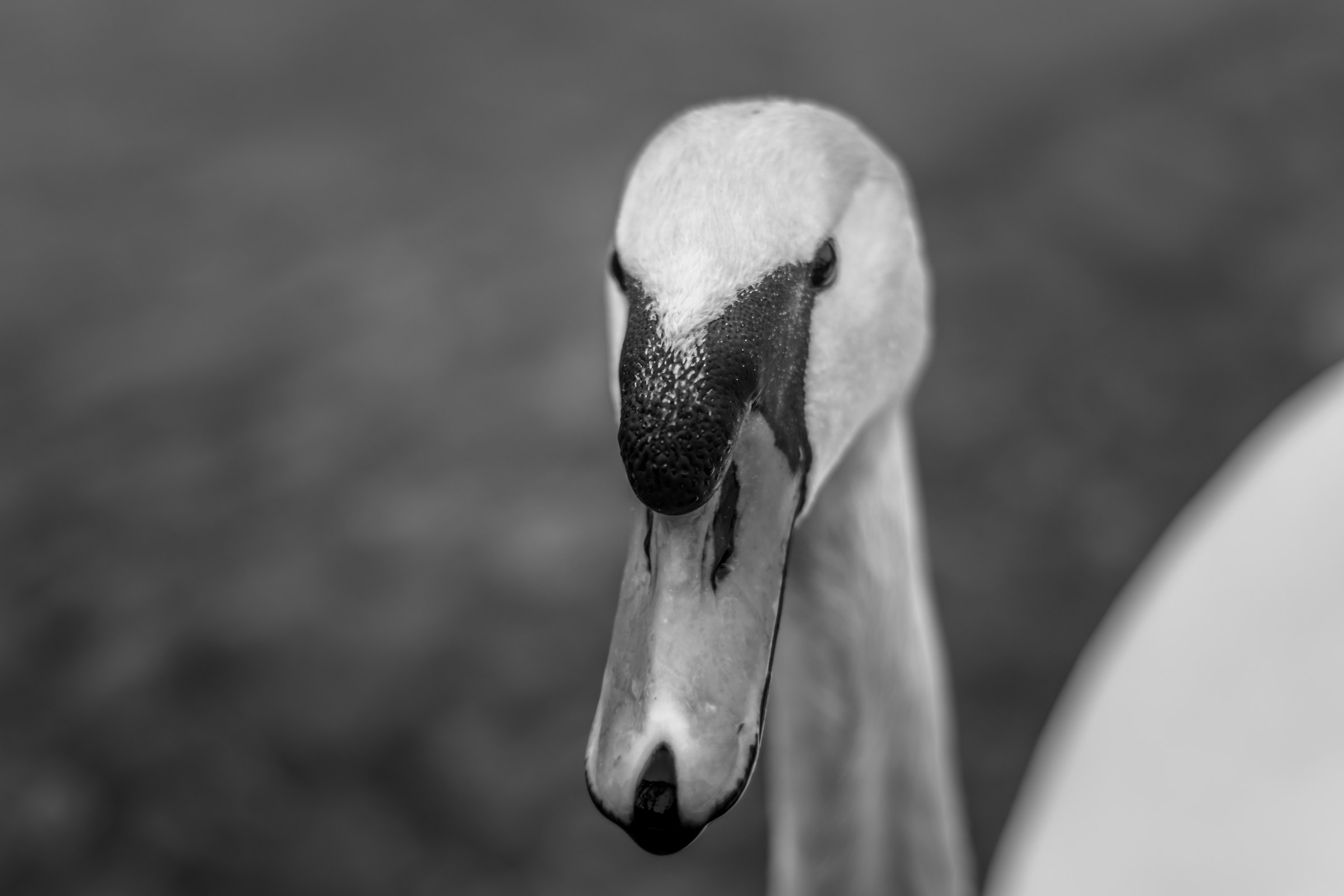 Swan_01...