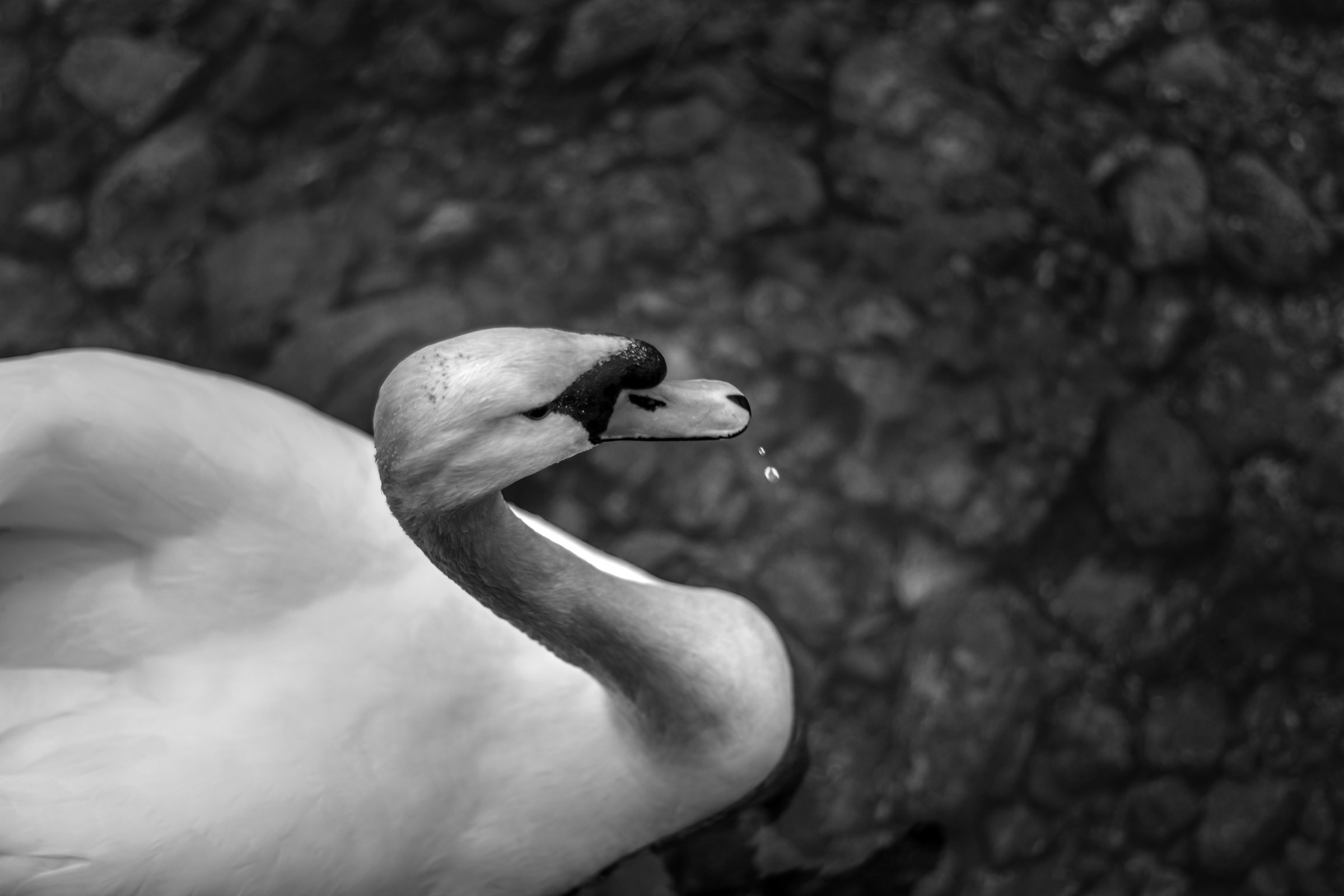 Swan_02...