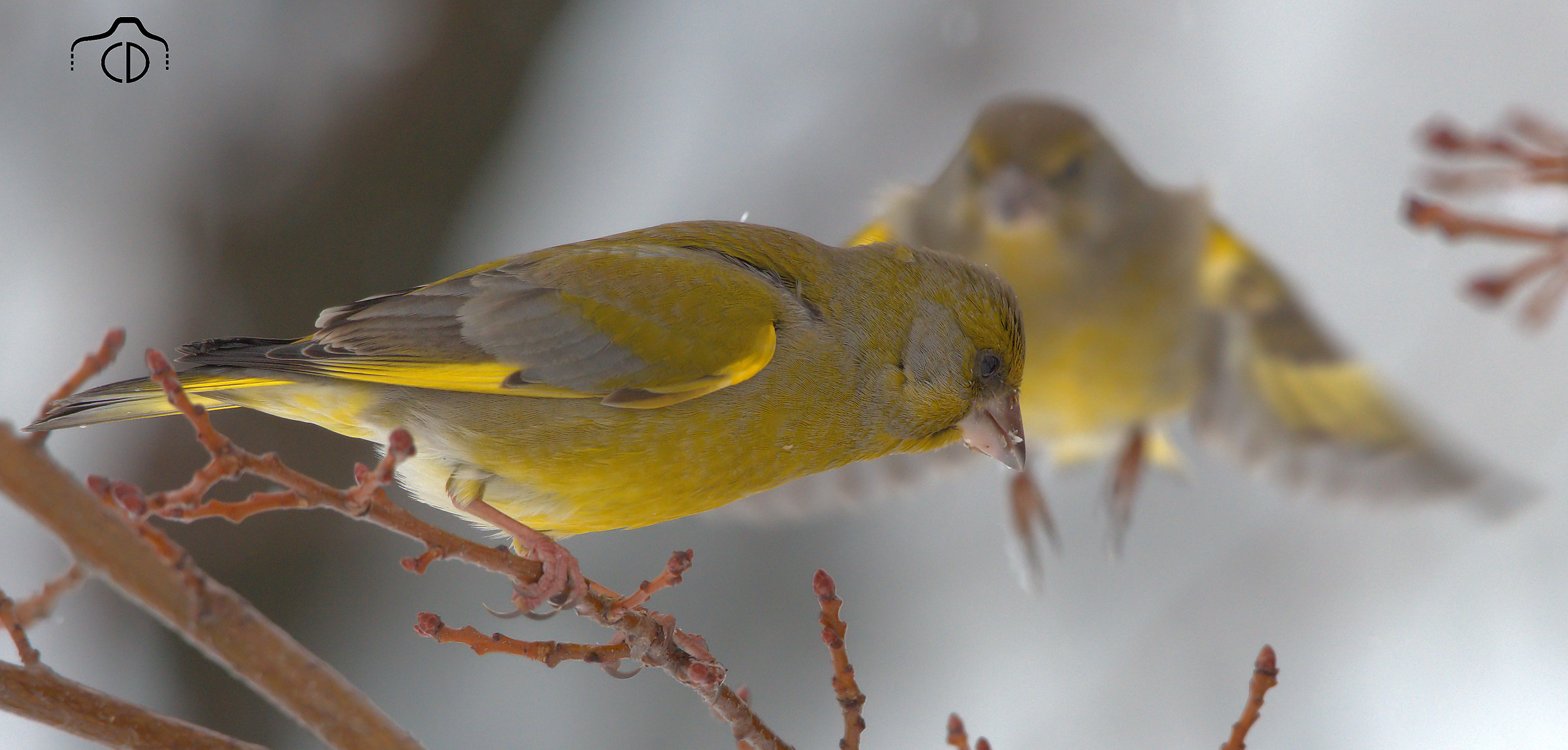 greenfinches...