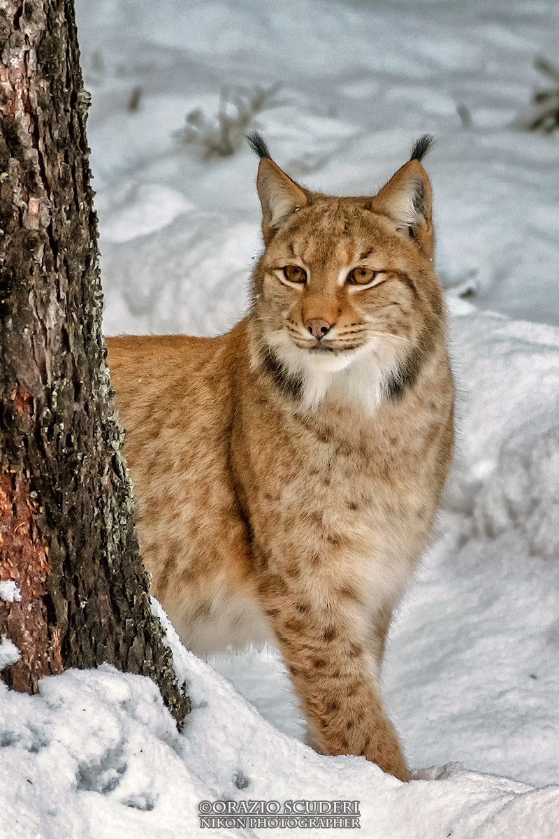Lynx lynx...