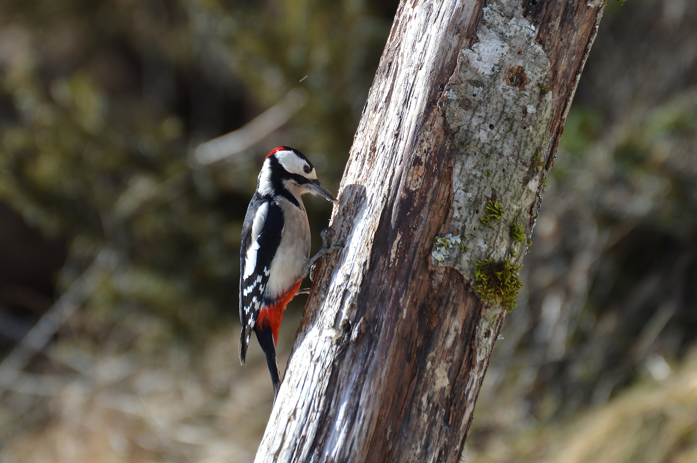 woodpecker male mag....