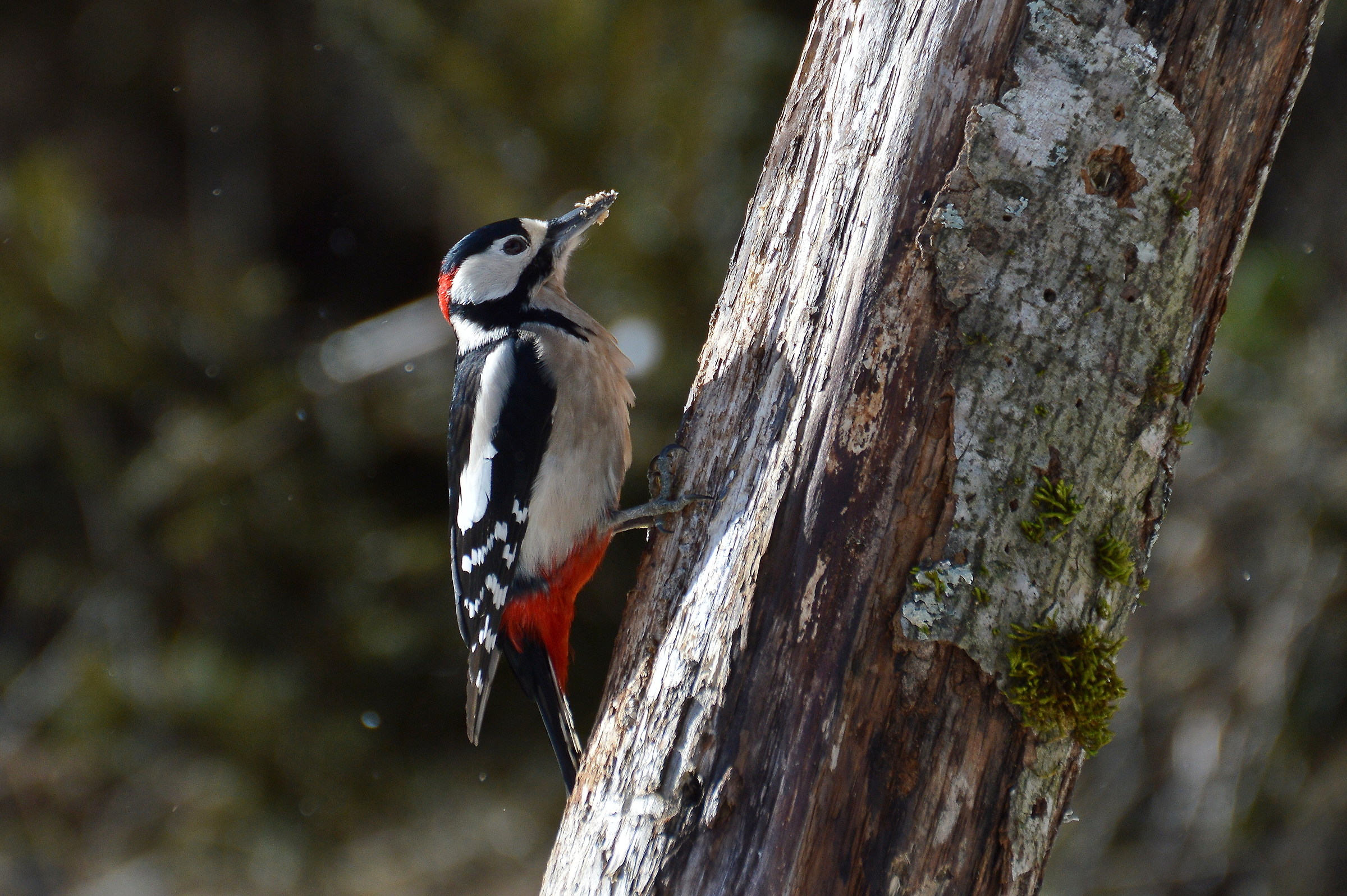 woodpecker male mag.2...