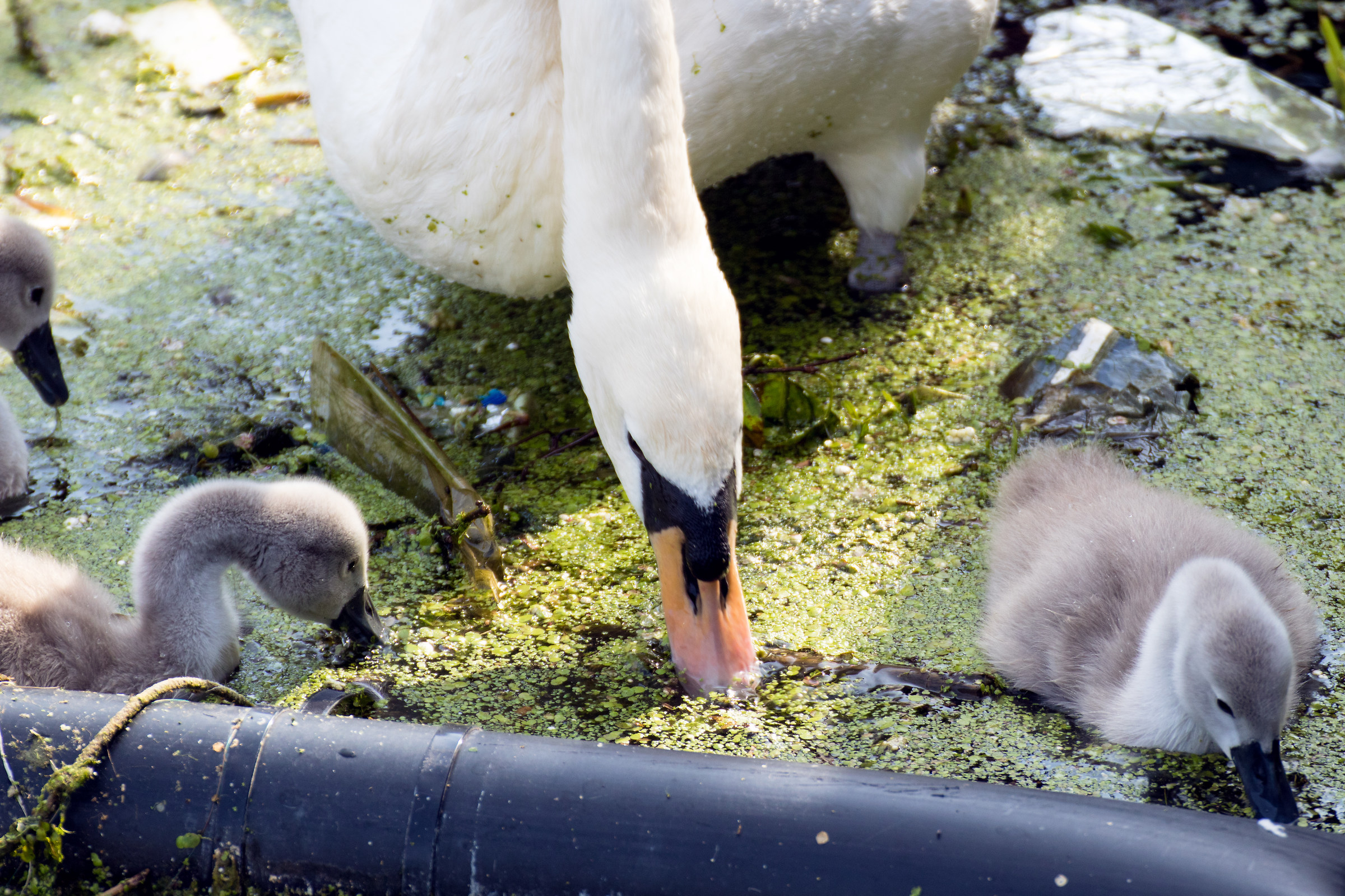 Family of royal swans...
