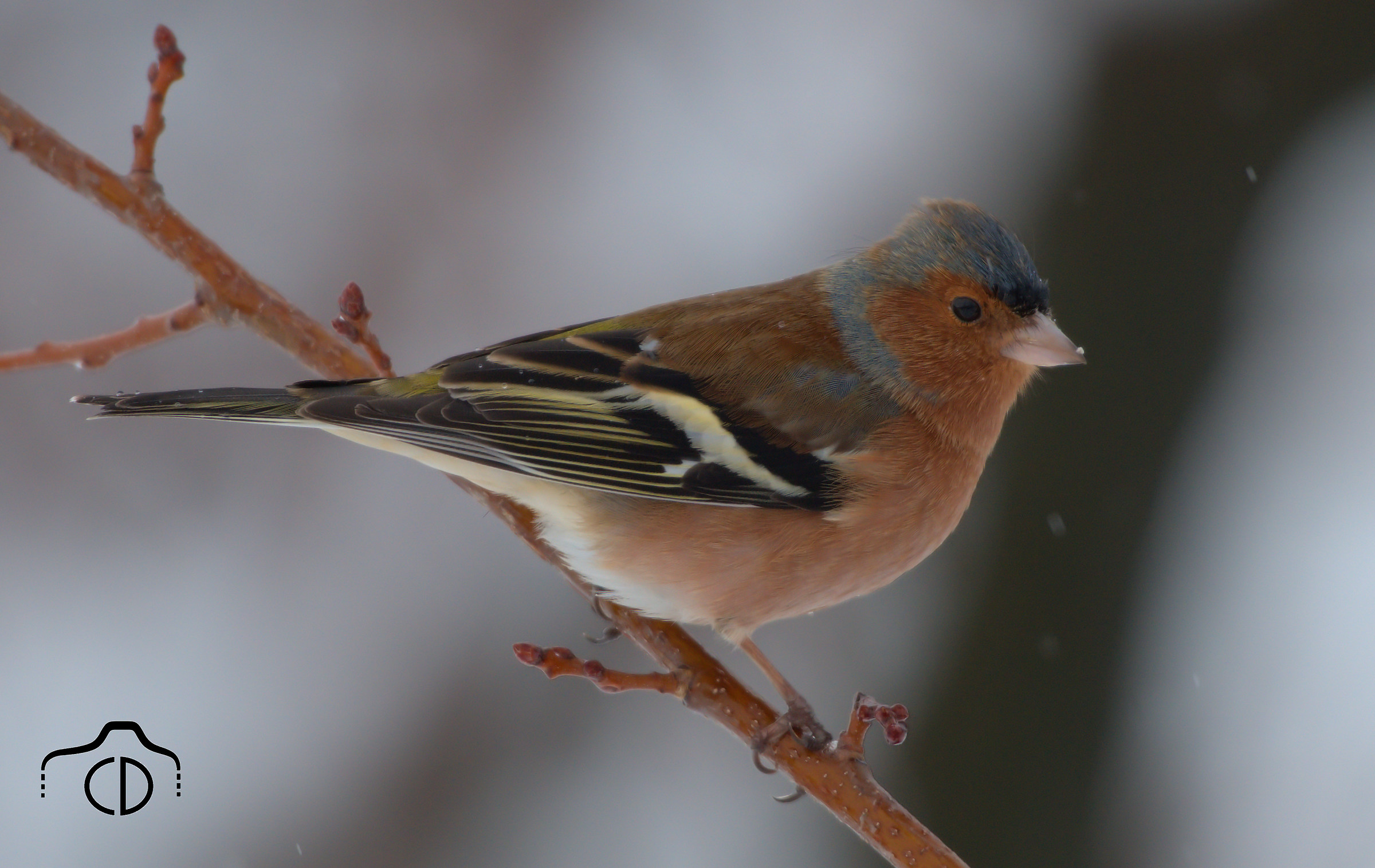 Finch...