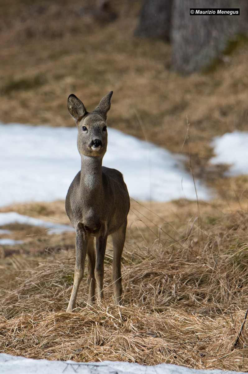 First photos with the eos7dmk2 - Female roe deer...