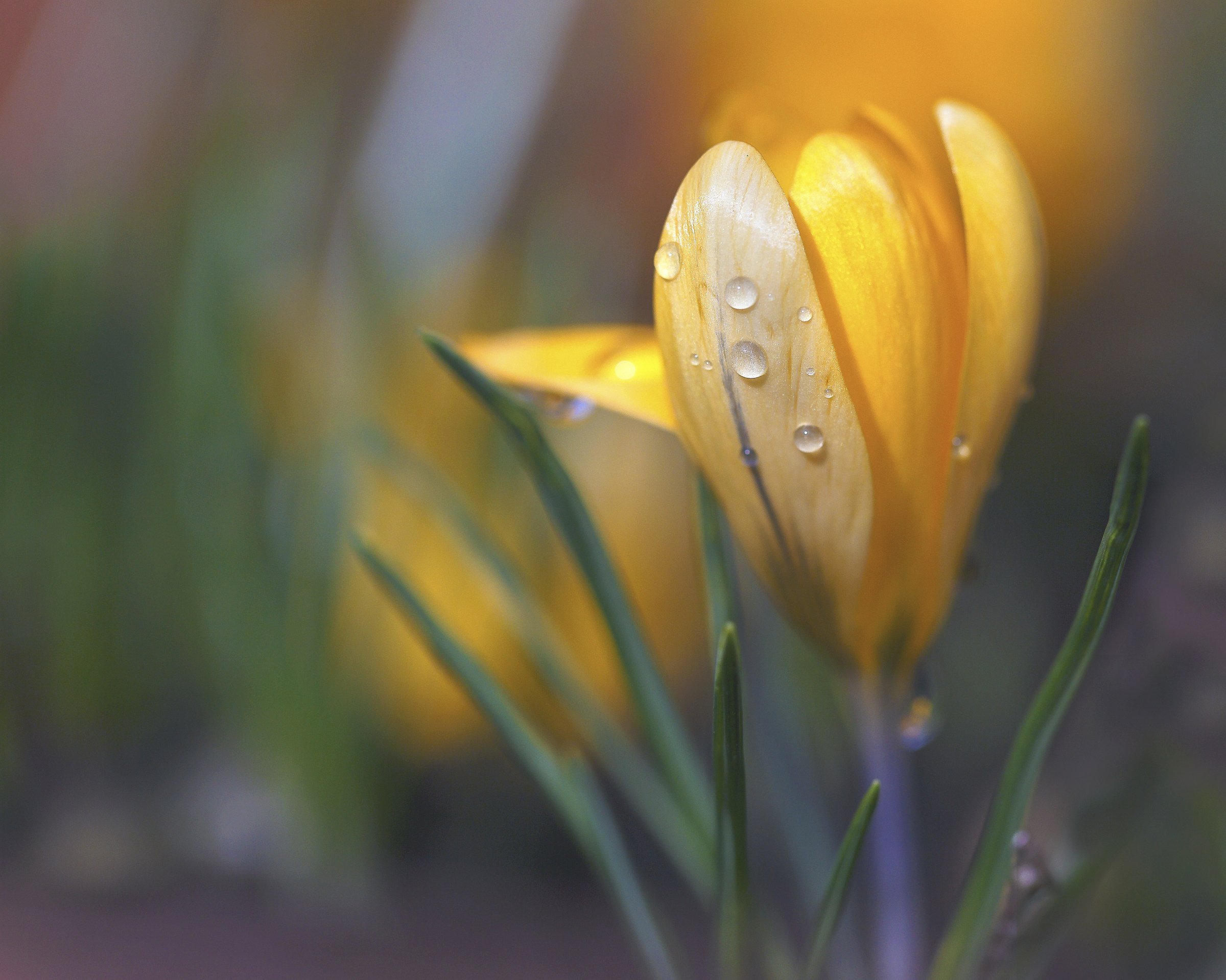 Crocus' drops...