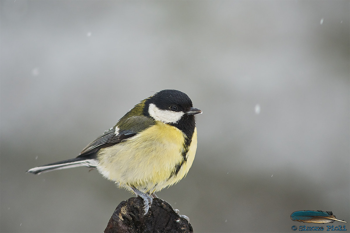 Great tit in the snow...