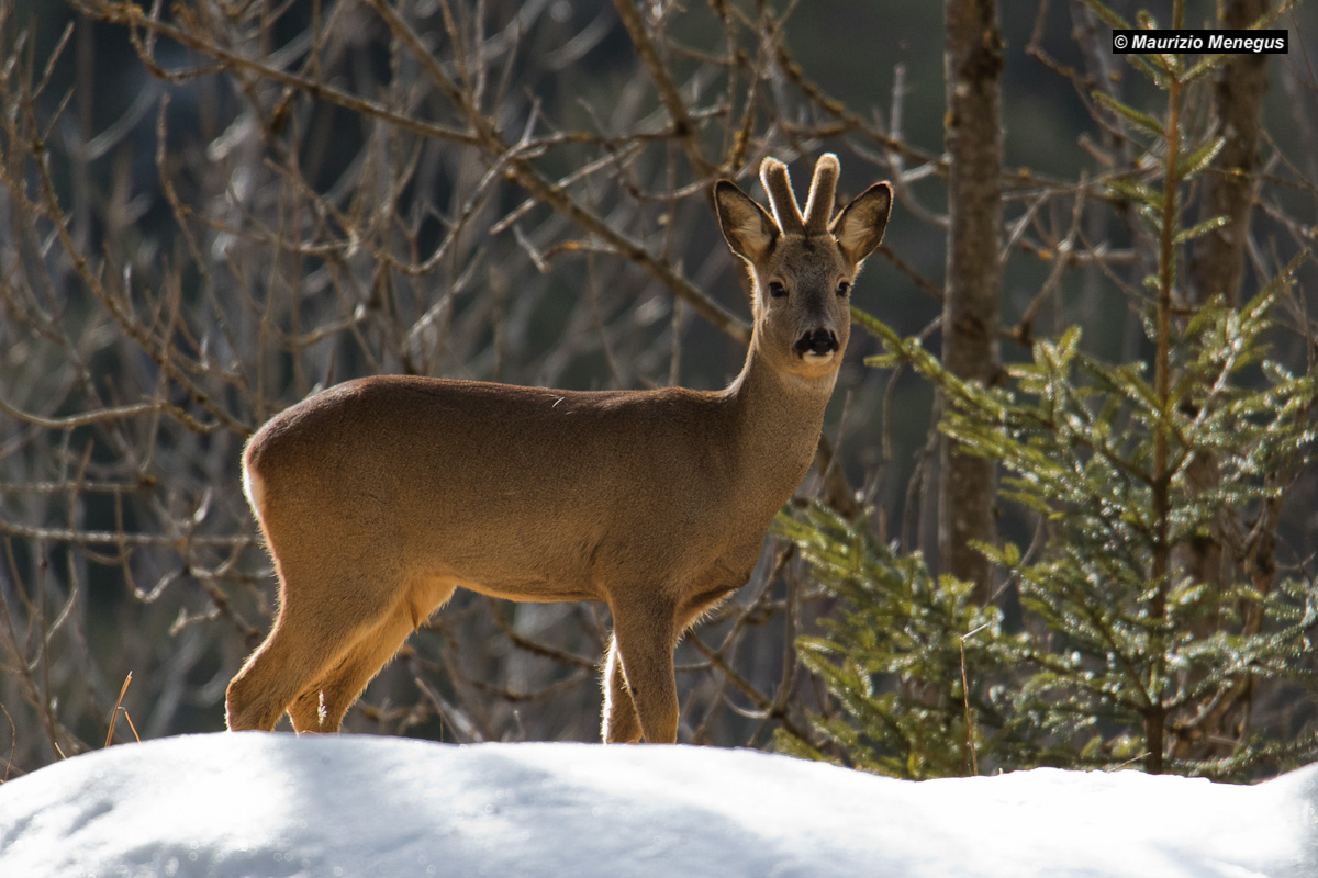 Roe deer in backlight...