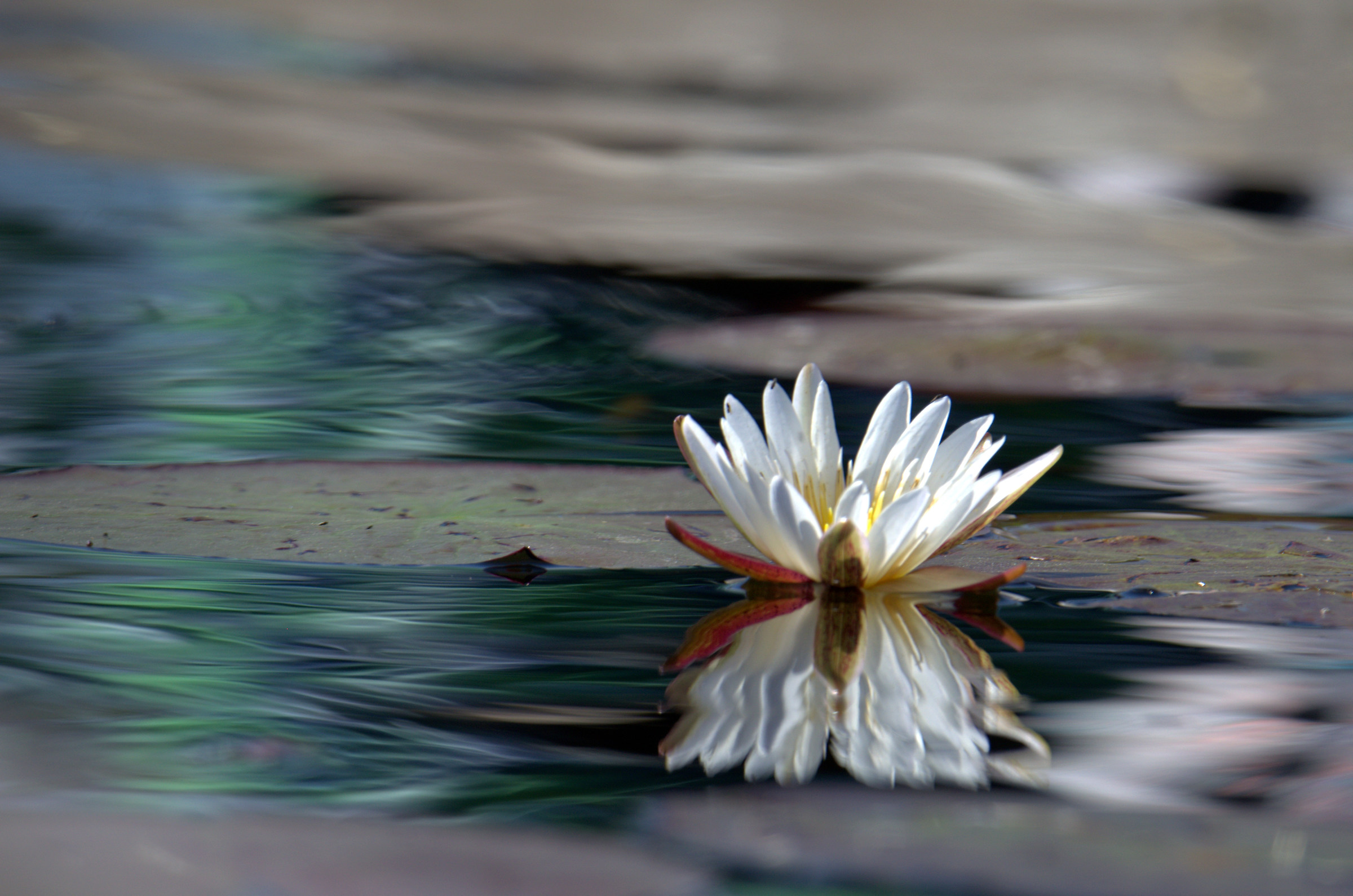 Delta Okavango - Flower...