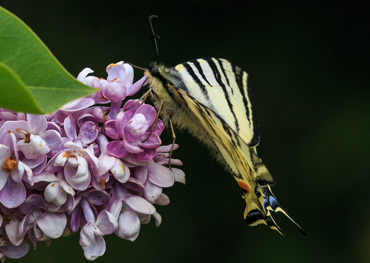 Lilac with swallowtail...