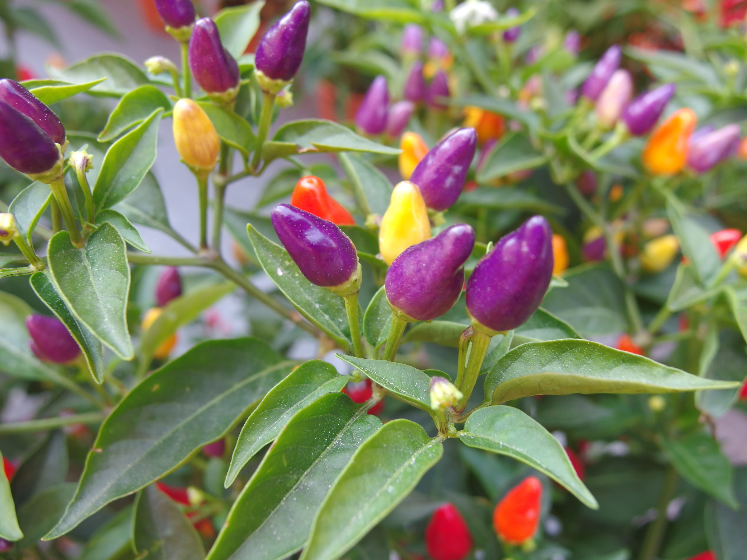 Purple hot peppers...