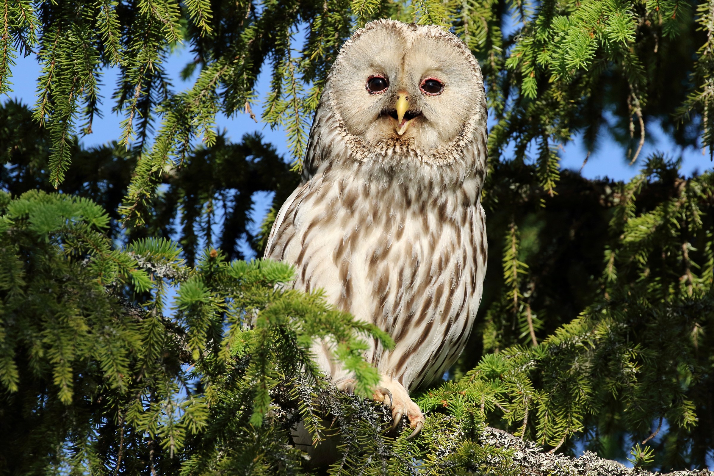 Owl of the Urals...