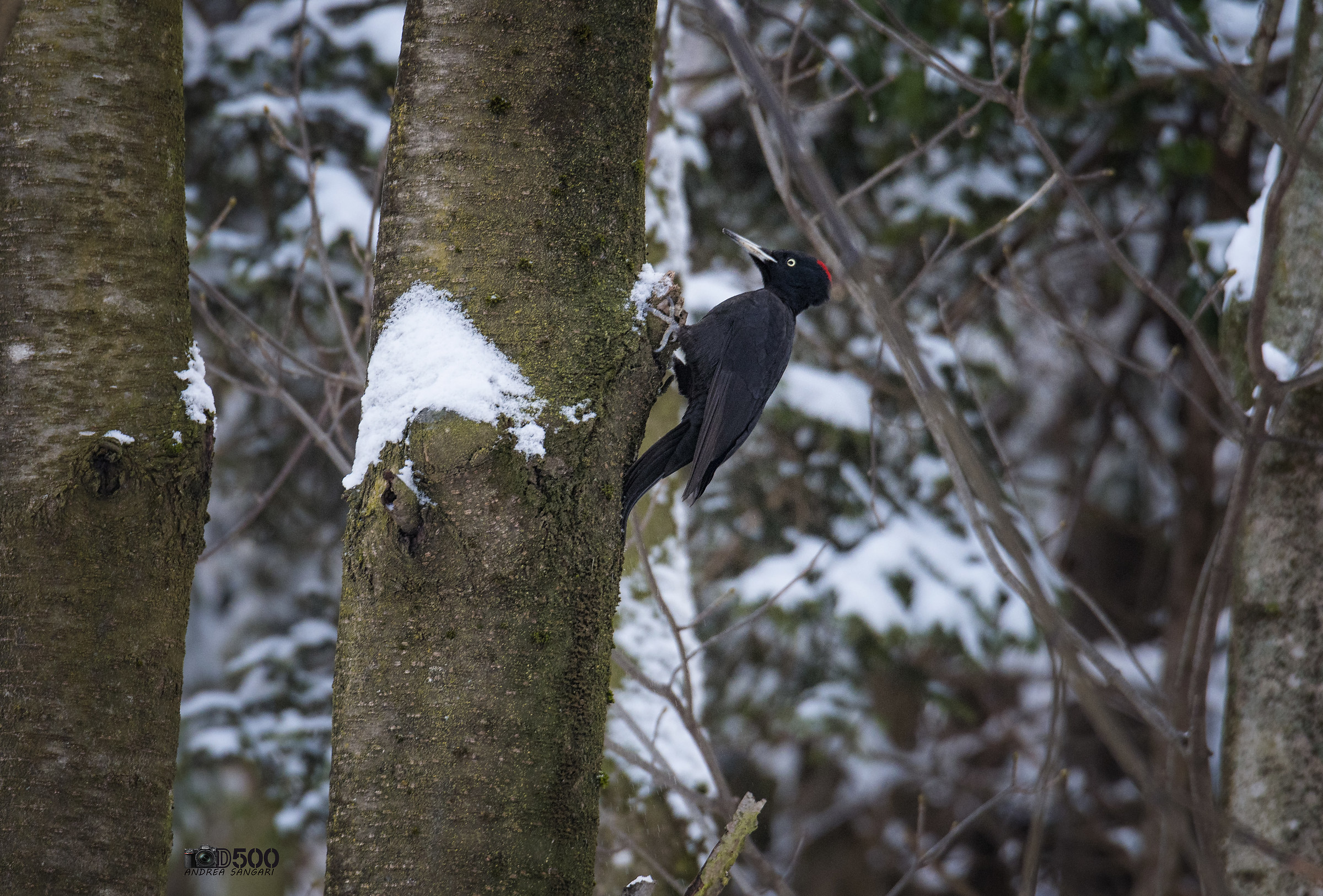 The snowy black woodpecker...