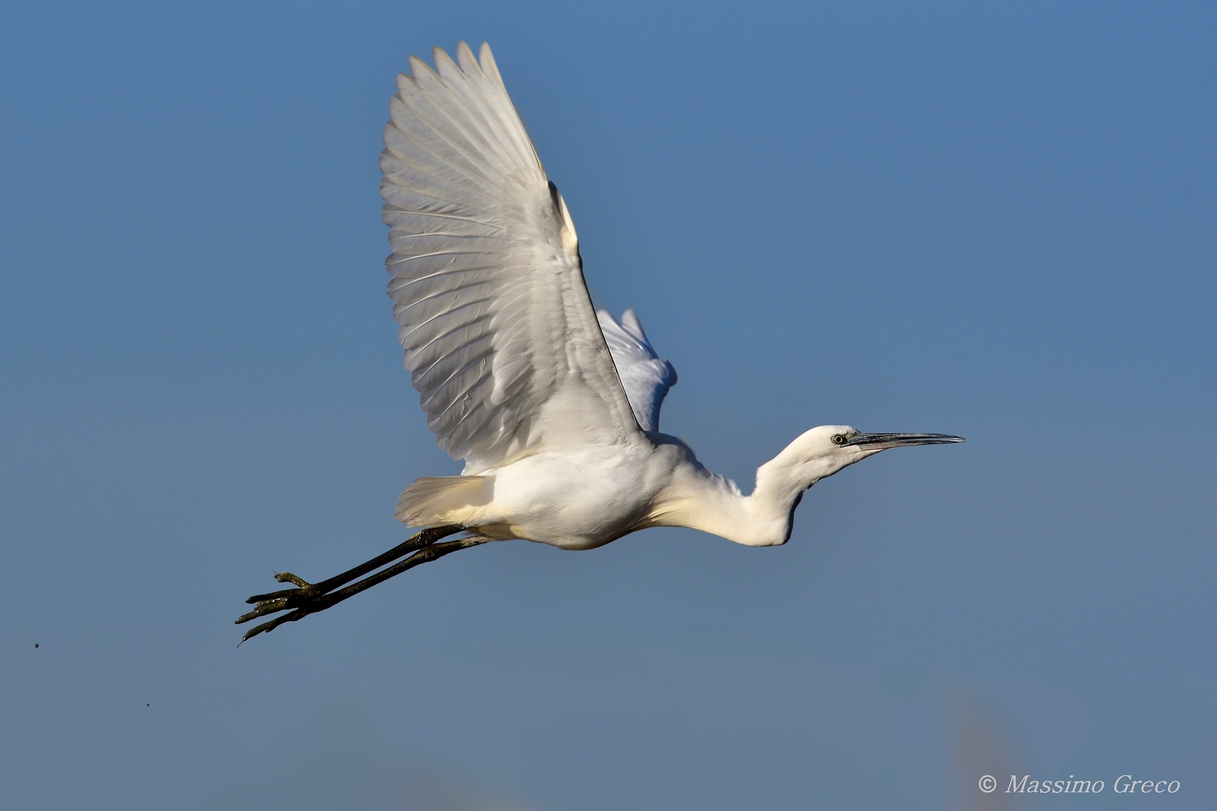 Egret in flight in the blue...