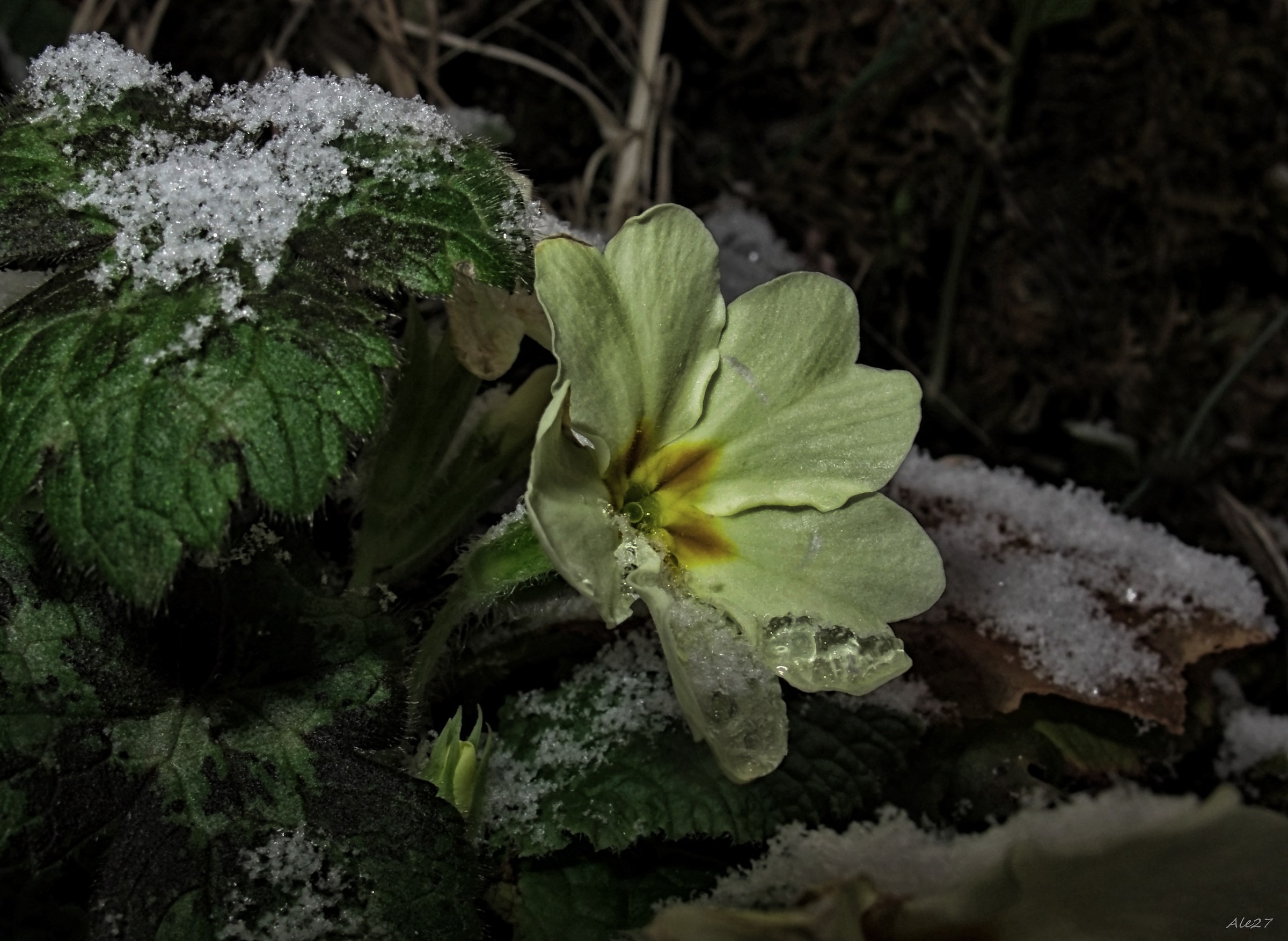 the meeting ... the primrose and the winter...