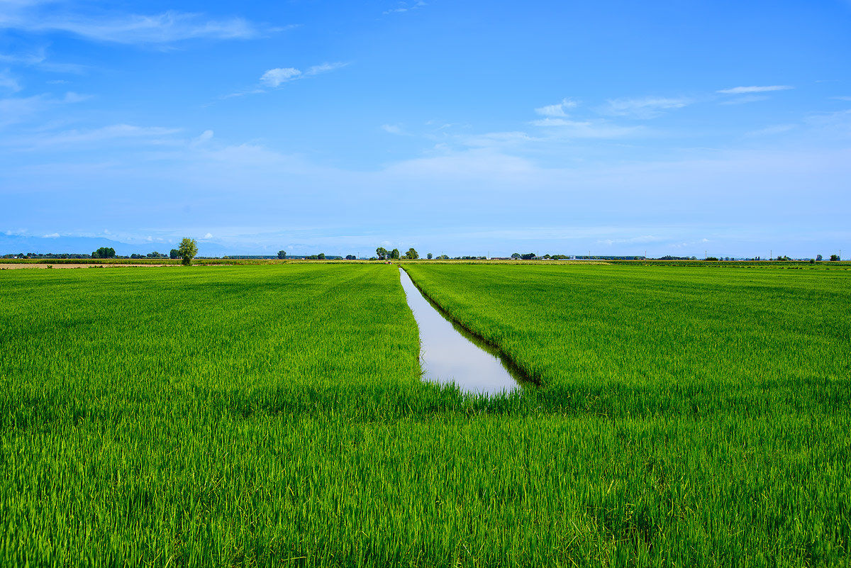 wheat in the valley...