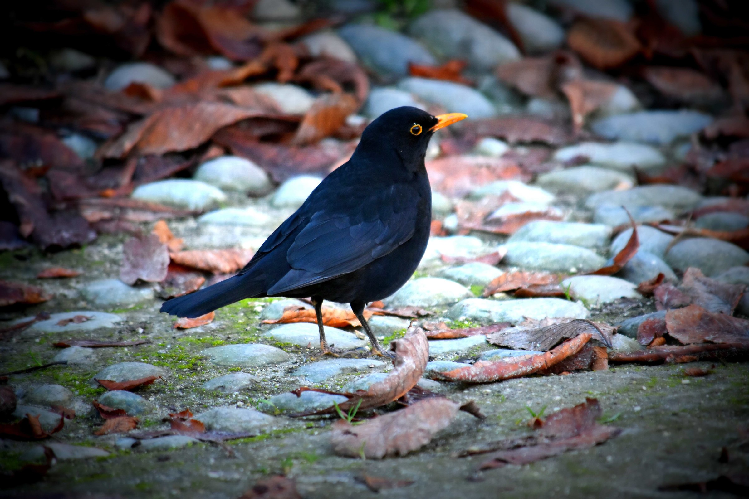 Blackbird descended from the walkway of the Castello Sforzesco...