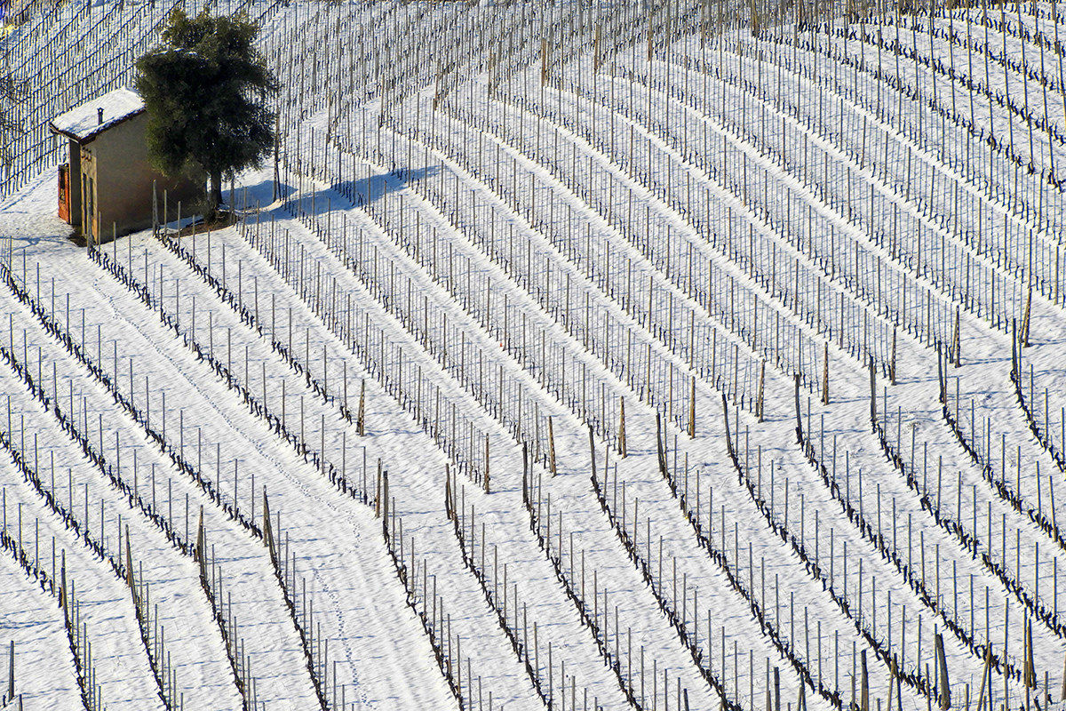 Langhe - winter geometries...