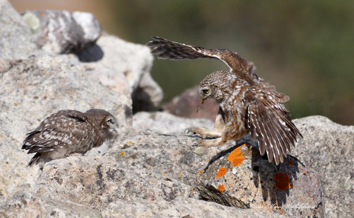 adulto e giovane pullo dai capanni www.wildlifefoto.it...