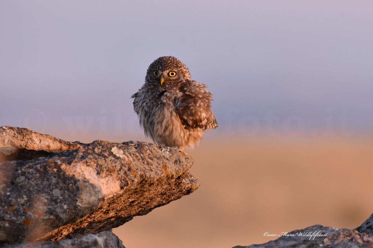 Owl dai capanni wildlifefoto.it...