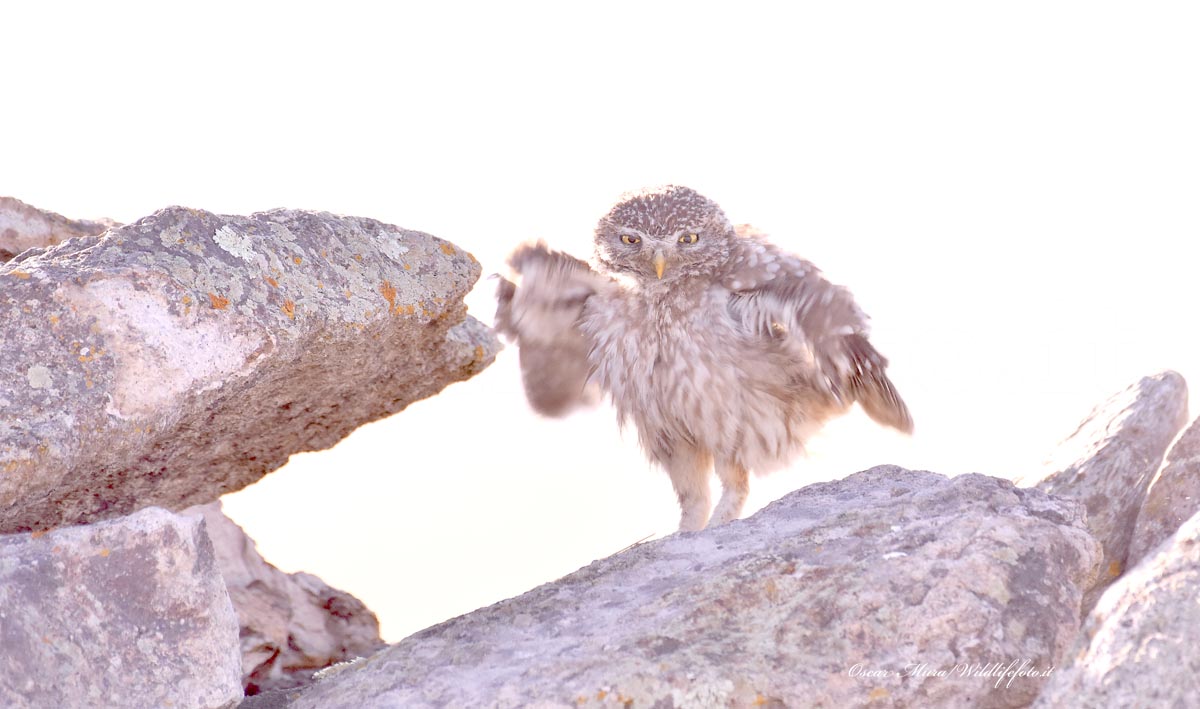 Owl dai capanni wildlifefoto.it...