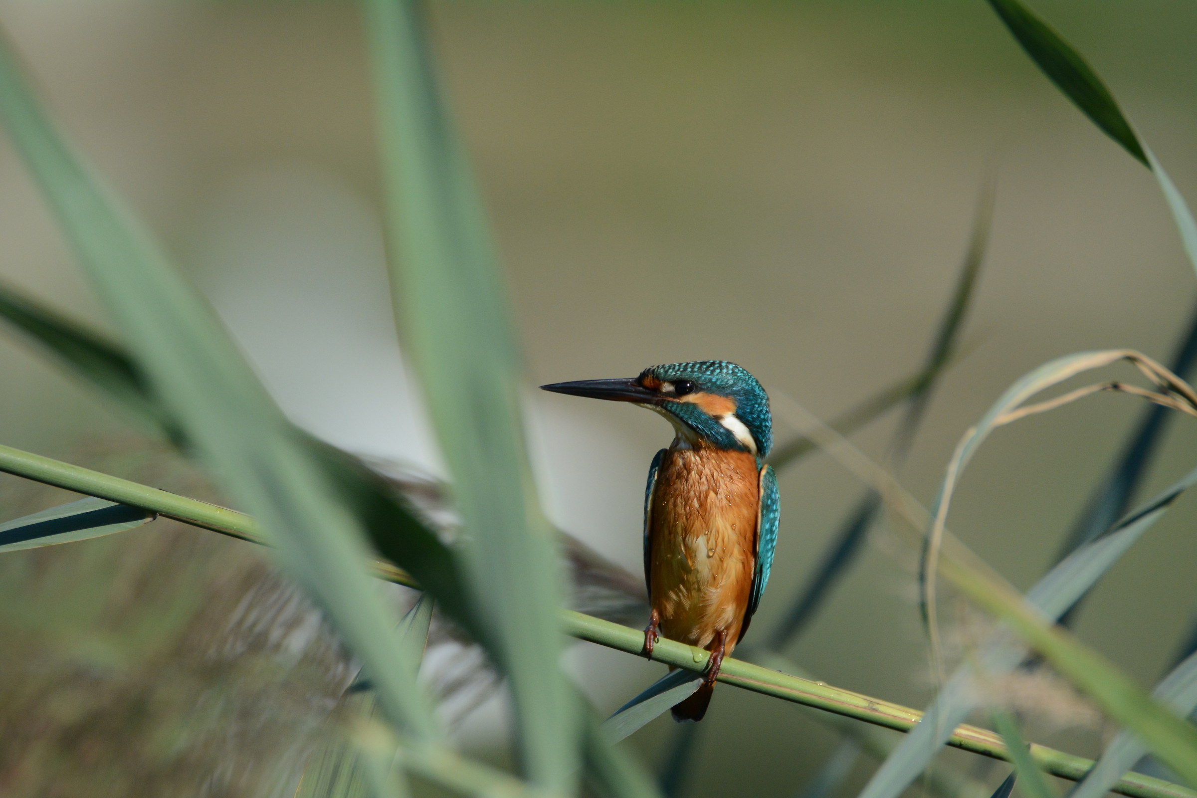 kingfisher...