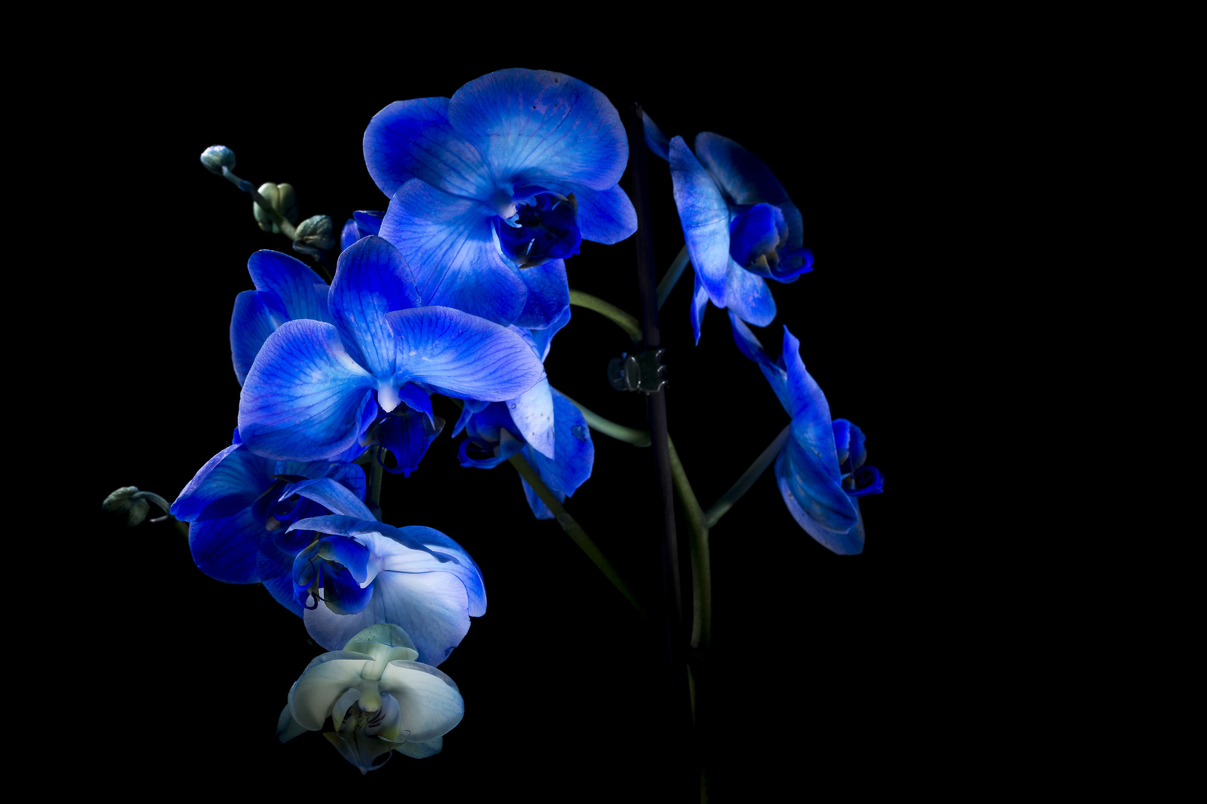 "Wonder blue" orchid...