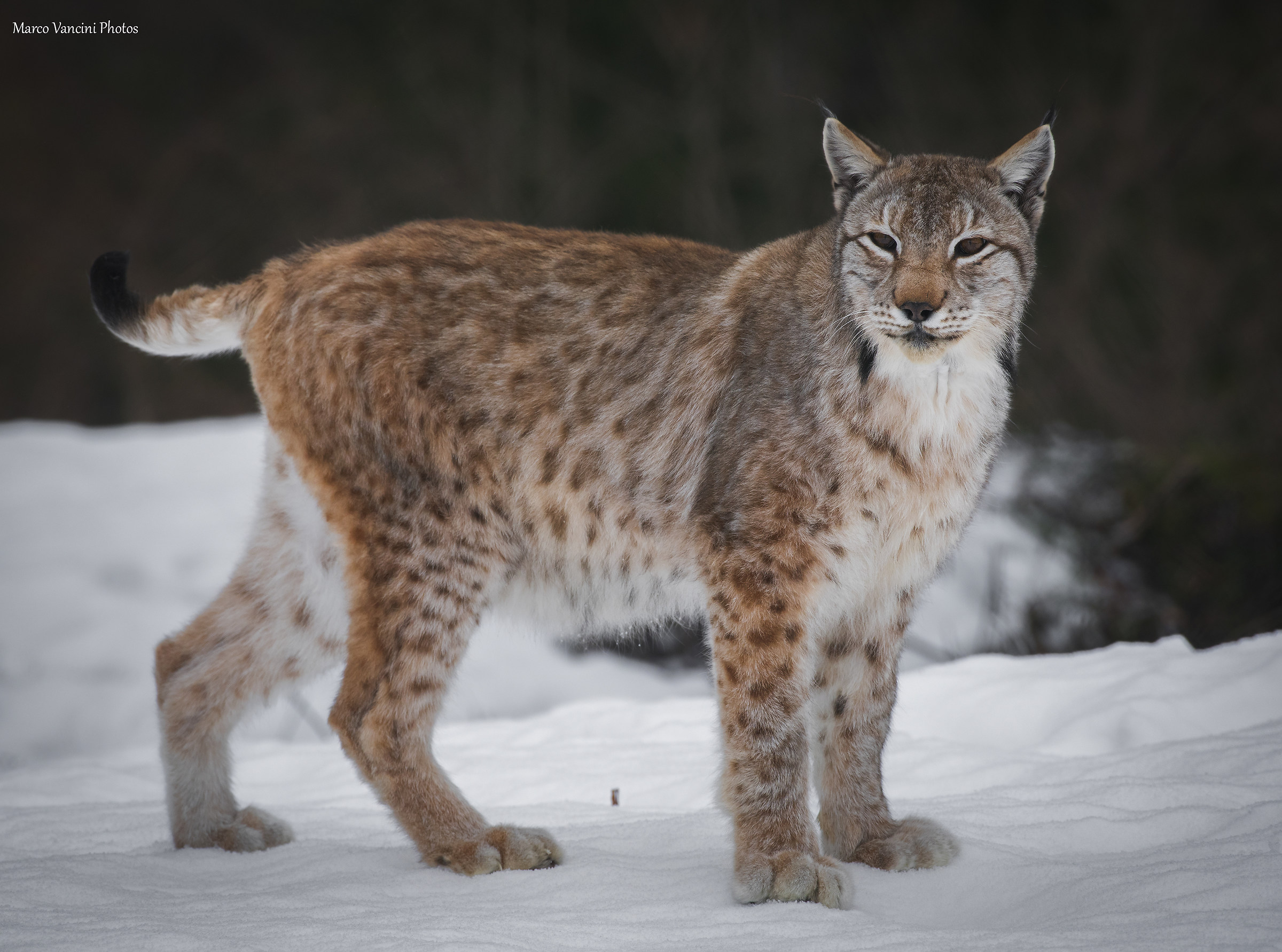 The lynx...