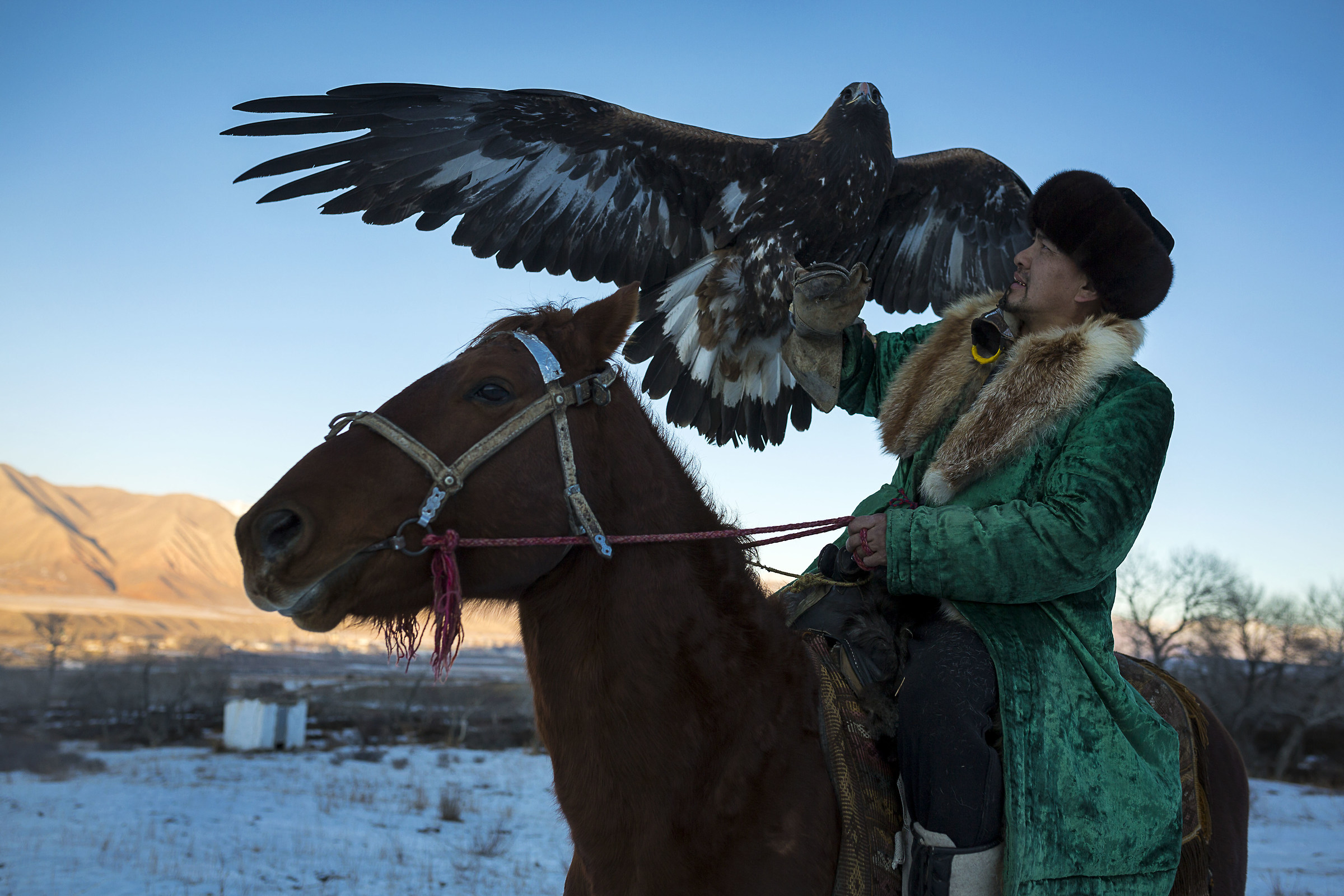 kyrgyz eagle hunter...