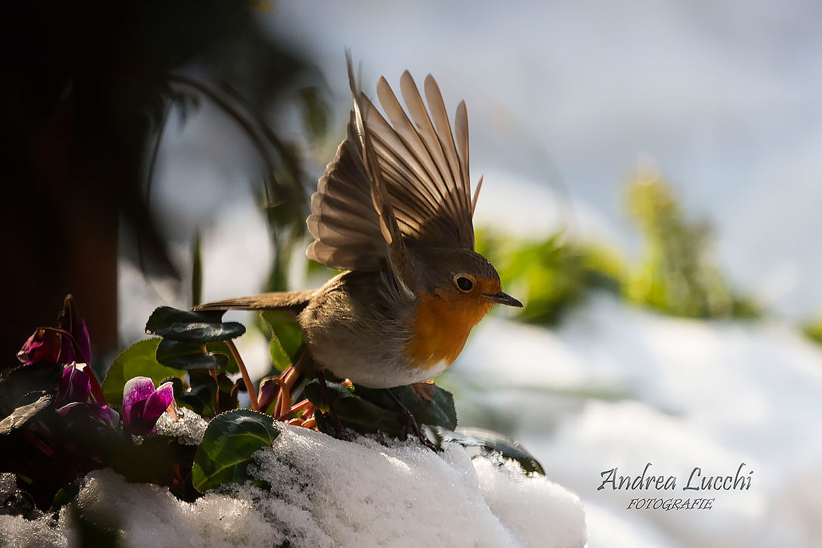 the robin and the snow...