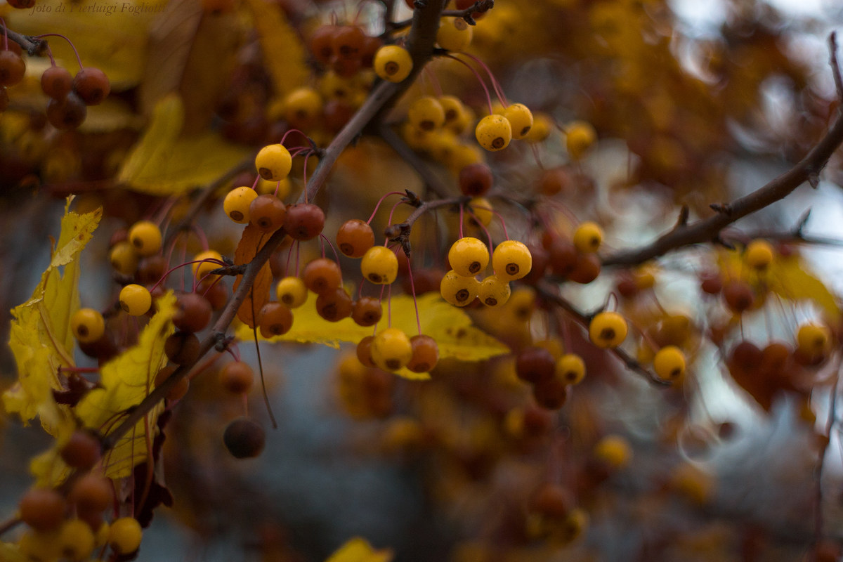 autunno tremulo...