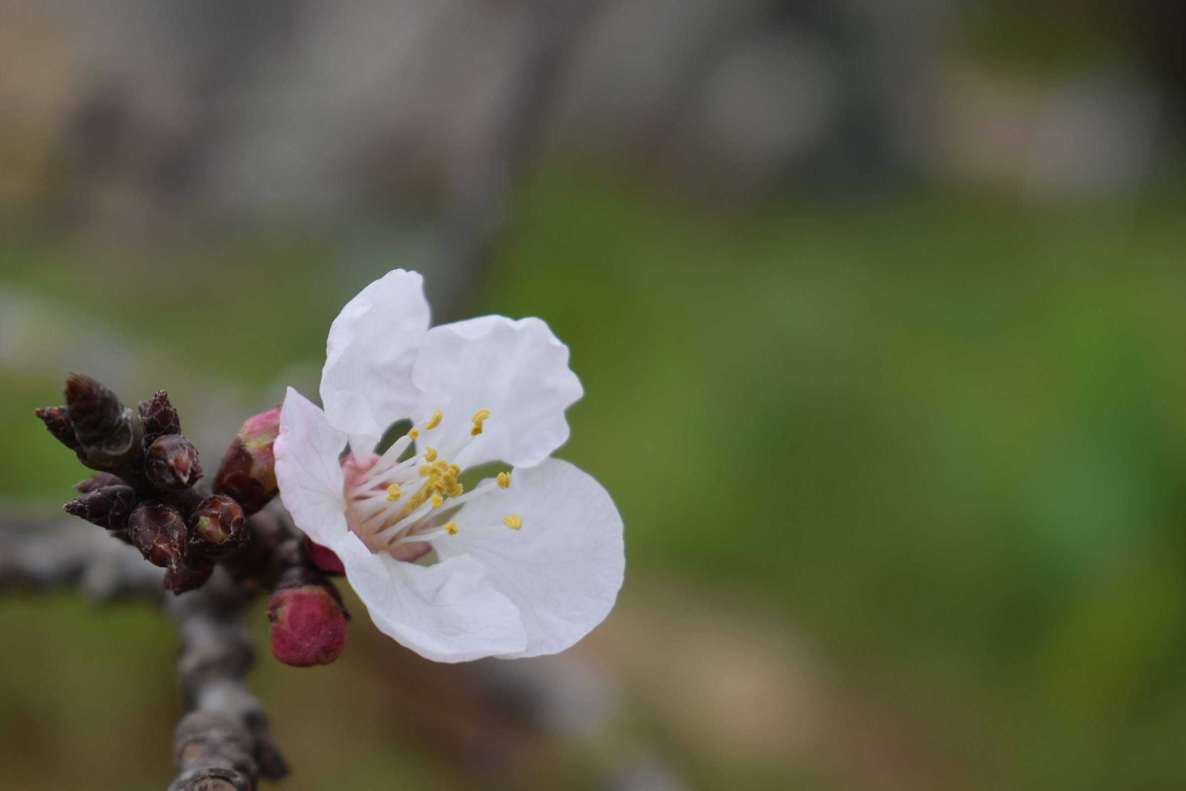 Fiore di Albicocco 1...