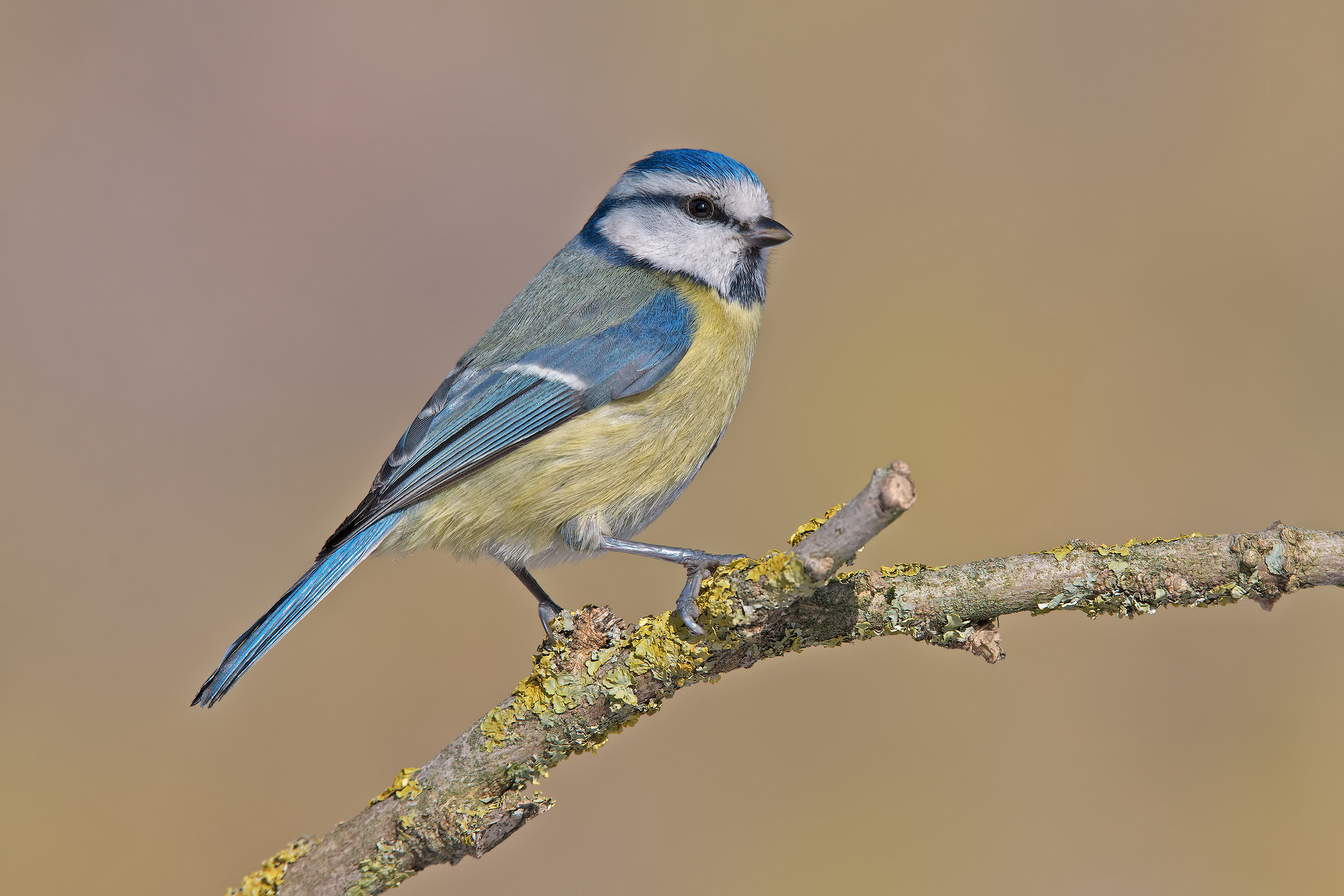 A simple Blue Tit...