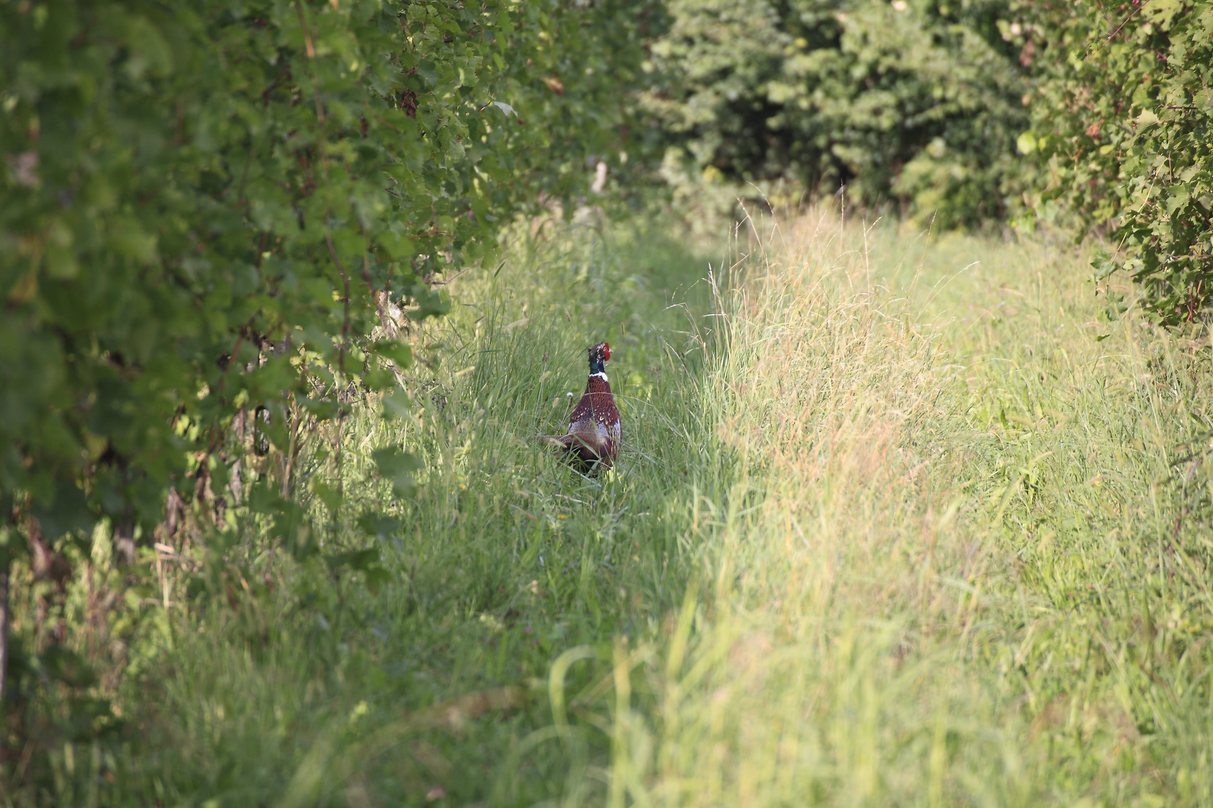 Pheasant in the vineyard...