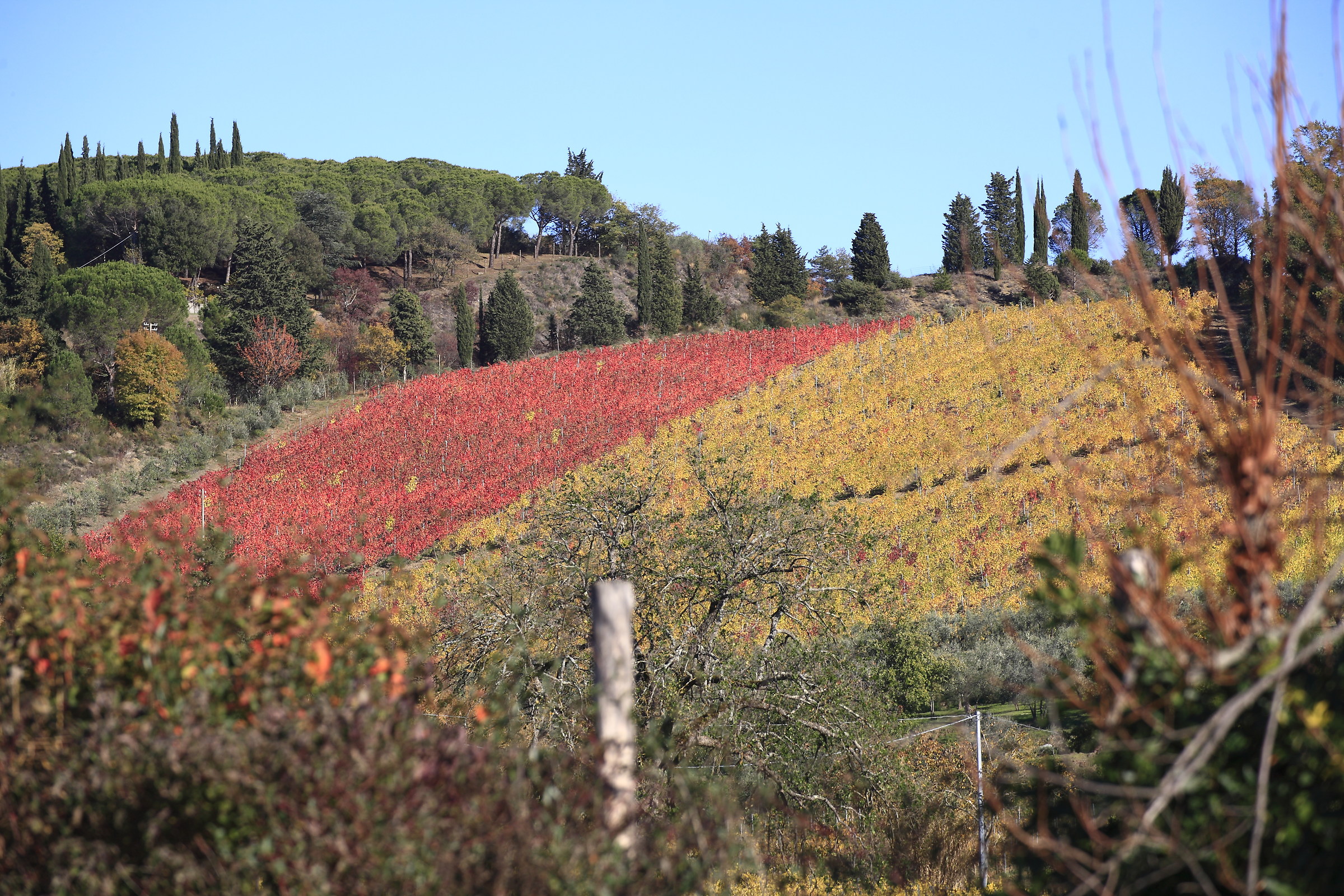 vineyards in Autumn...