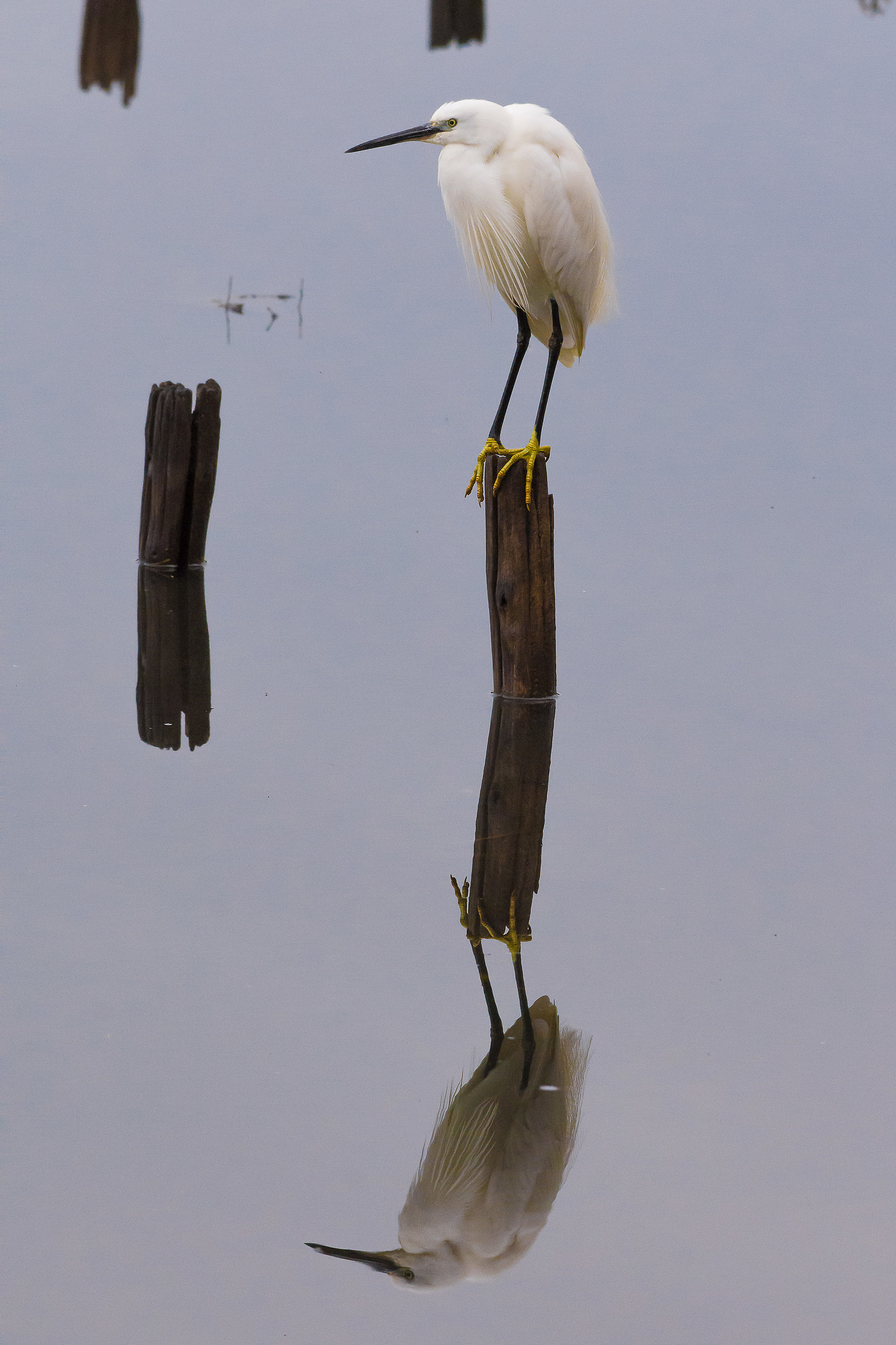 Little Egret reflected...