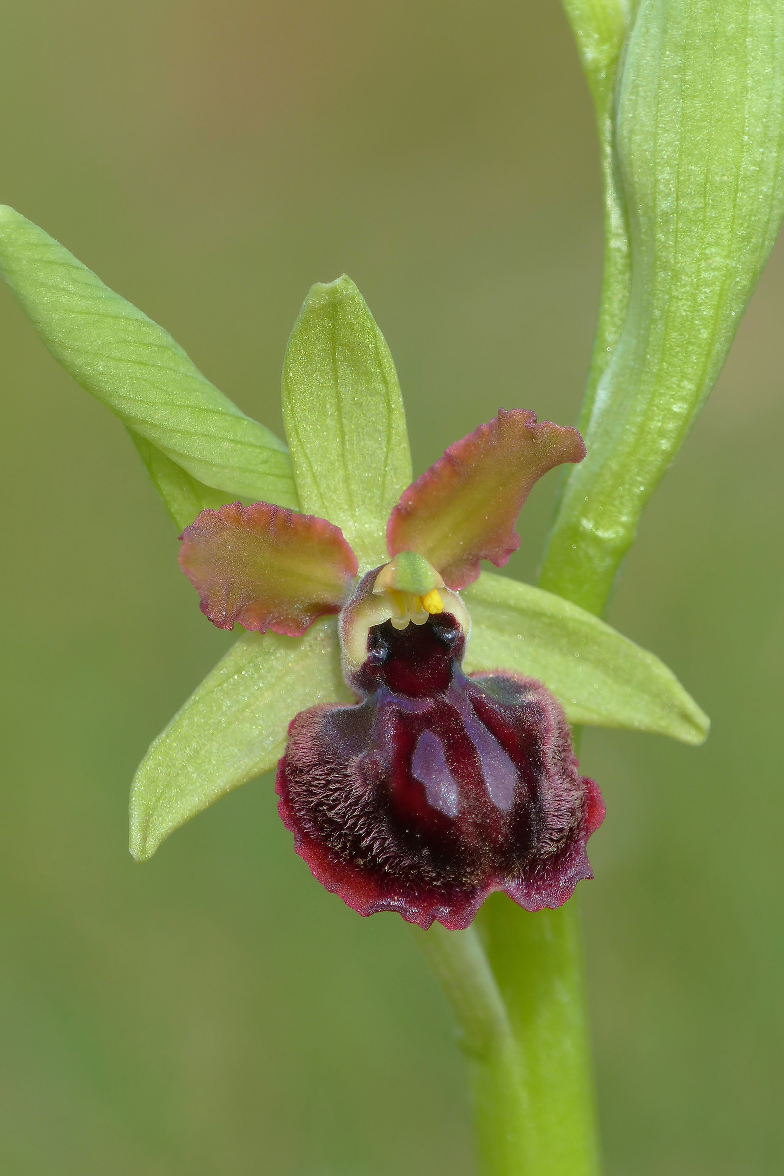 Ophrys Garganica...