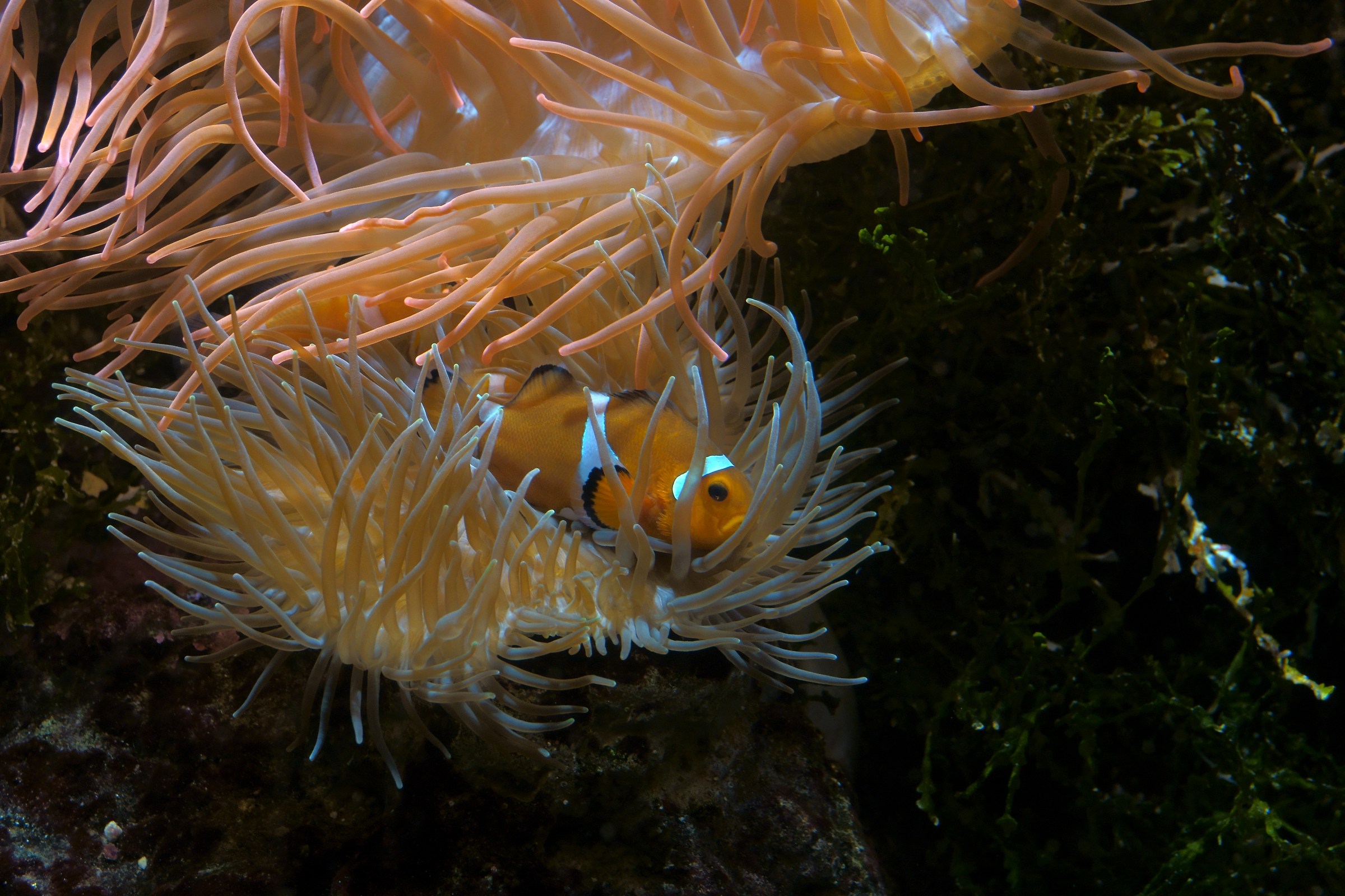Genova's aquarium...