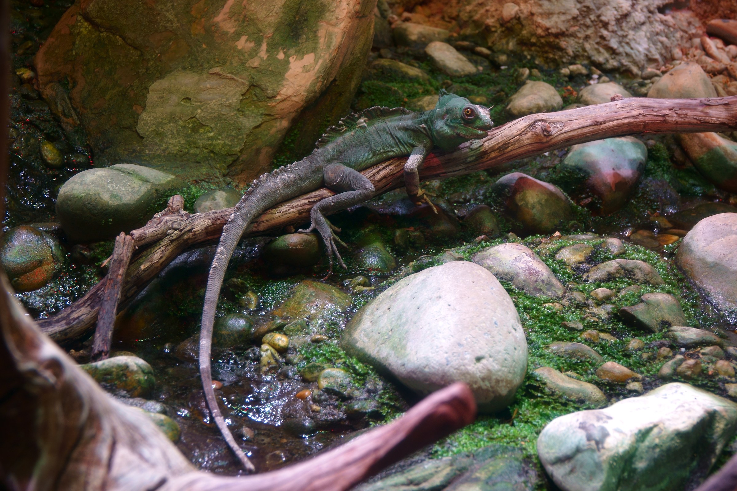 Genova's aquarium...